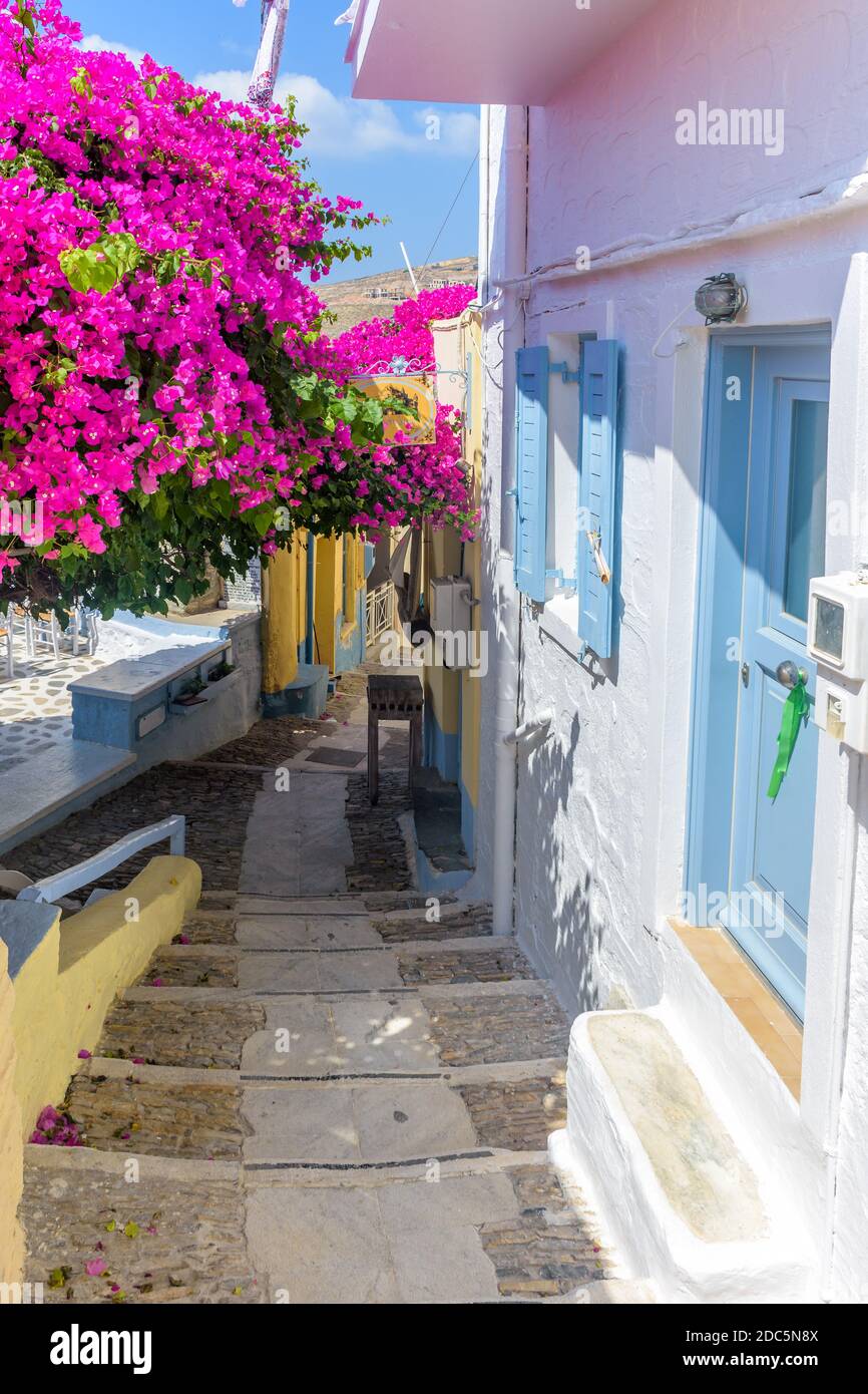 Traditionelle cycladitische Gasse mit schmalen Straße, weiß getünchten Häusern und einer blühenden Bougainvillea, in ano Syros Griechenland Stockfoto