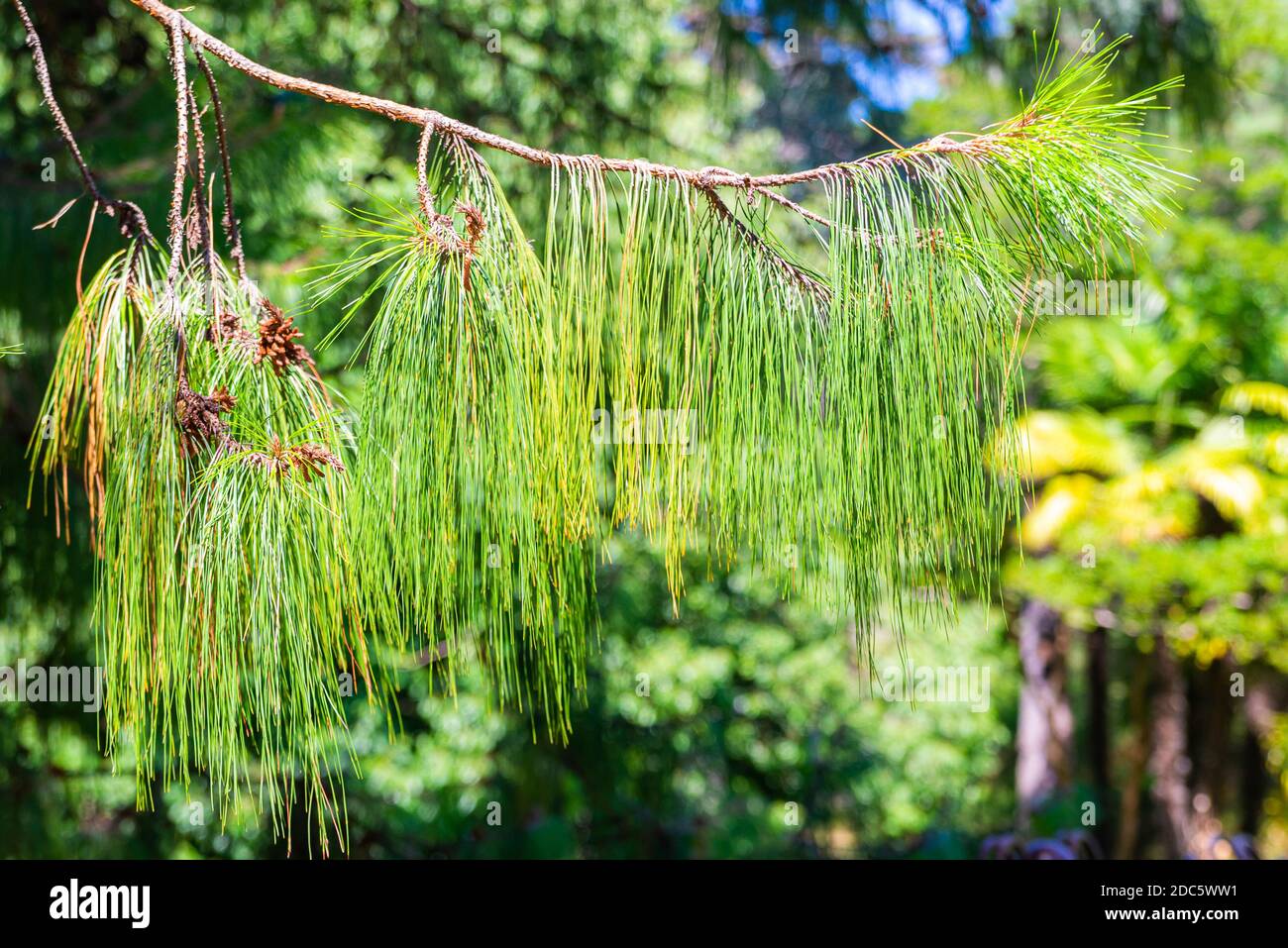 Pinus patula. Pinus strobus Kiefer mit einer weinenden Krone. Stockfoto