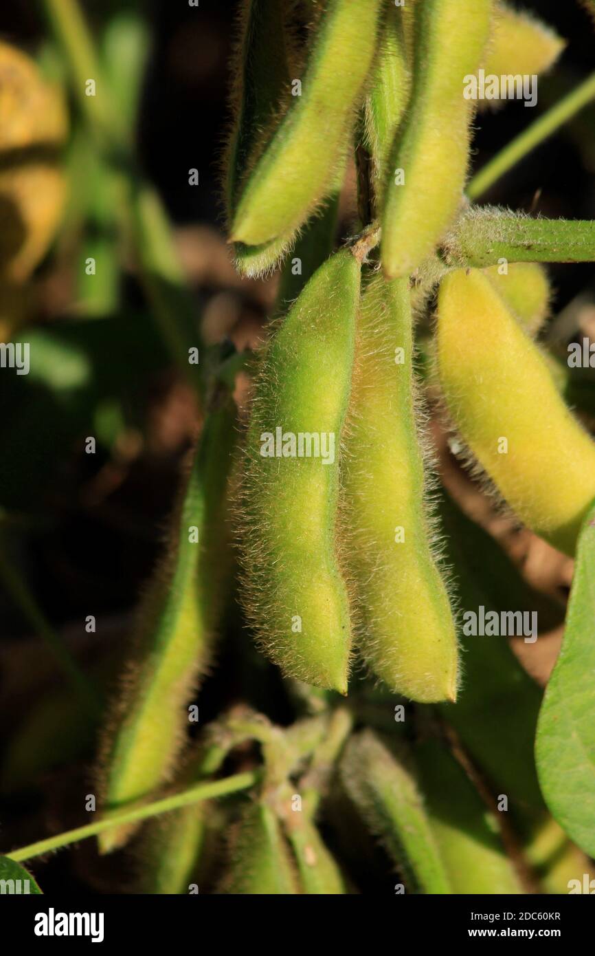 Kansas Sojabohnen schossen Nahaufnahme im Herbst mit Blättern und fuzzy Bean Pods in einem Farmfeld. Stockfoto