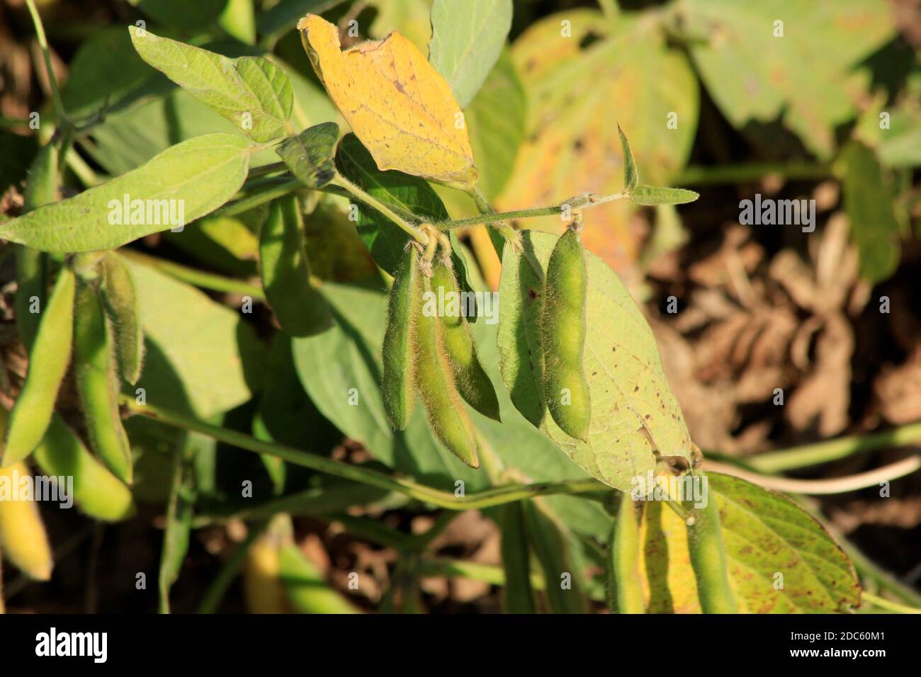 Kansas Sojabohnen schossen Nahaufnahme im Herbst mit Blättern und fuzzy Bean Pods in einem Farmfeld. Stockfoto