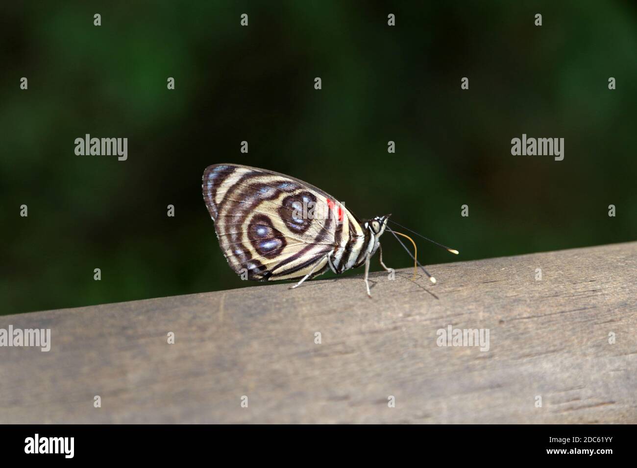 Diaethria anna, Iguazu Falls, Argentinien Stockfoto