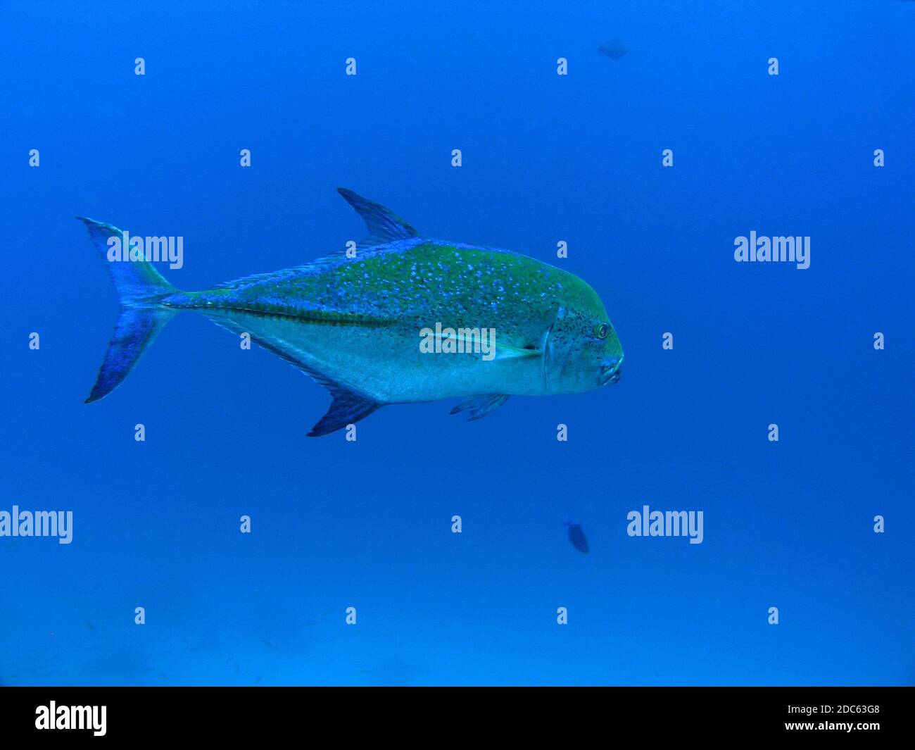 Blaufin trevally, Similan Islands, Andamanensee, Thailand, Unterwasserfoto Stockfoto