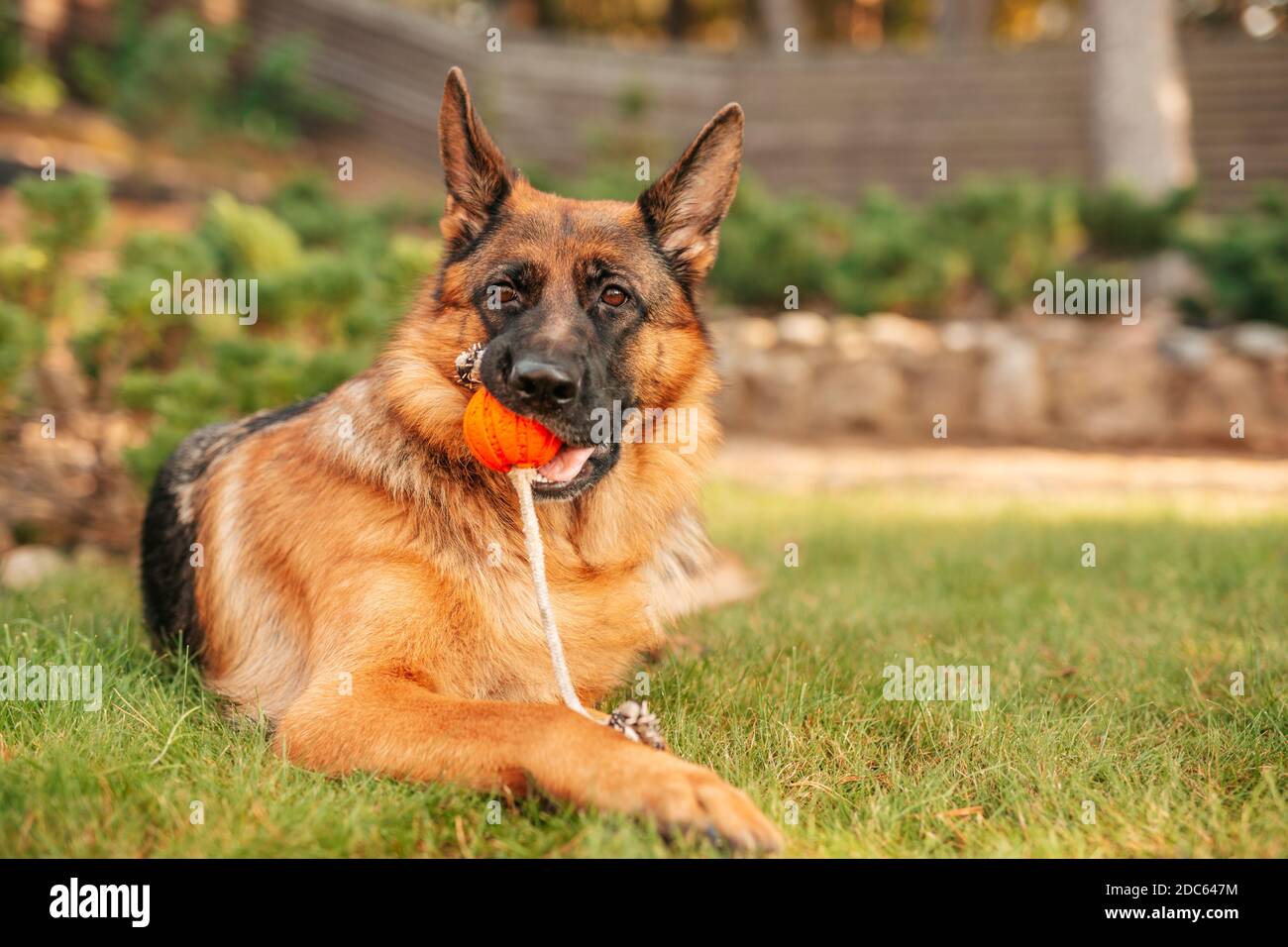 Deutscher Schäferhund spielt mit einer orangefarbenen Kugel im Mund. Porträt eines spielenden reinrassigen Hundes im Sommerpark. Stockfoto