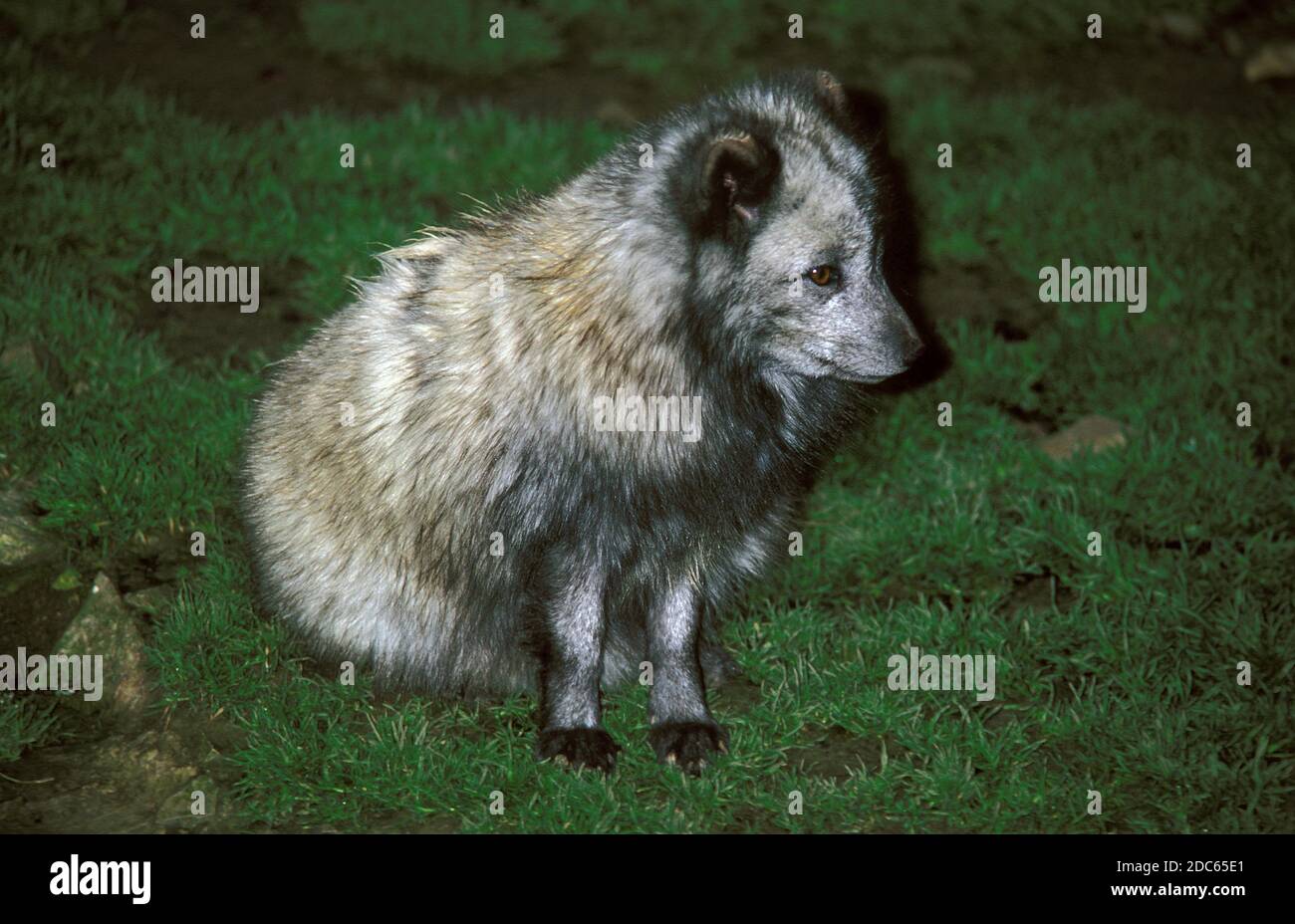 ARCTIC FOX ALOPEX LAGOPUS, ERWACHSENE MIT SOMMERMANTEL Stockfoto