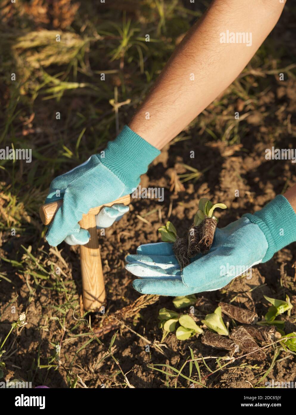 Eine Nahaufnahme der Hände, die eine Blume Pflanzen Stockfoto