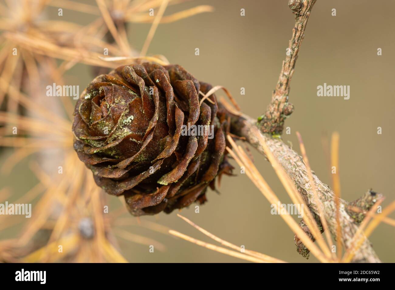 Europäische Lärche (Larix decidua) Baum - Nahaufnahme von weiblichen Kegel im Herbst, Herbst, November Stockfoto