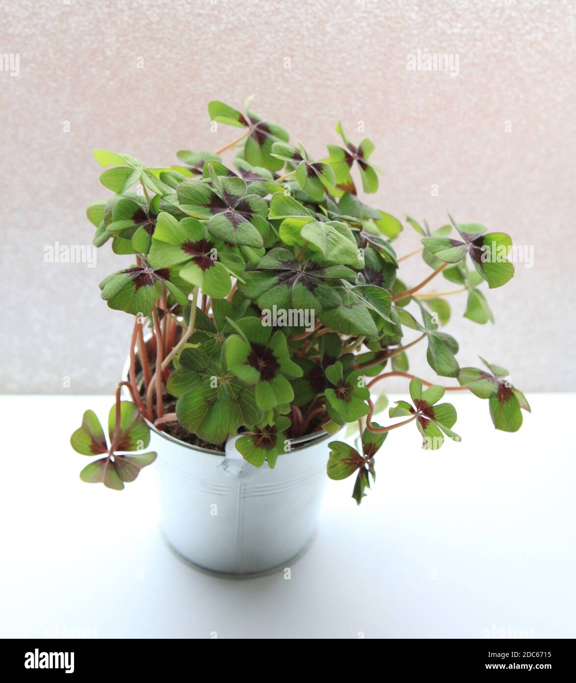 Isolierte grüne Kleeblatt Pflanze auf weißem Schreibtisch frisch gesunde Zimmerpflanze Bicolor oxalis durch die Fensterdekoration Stockfoto