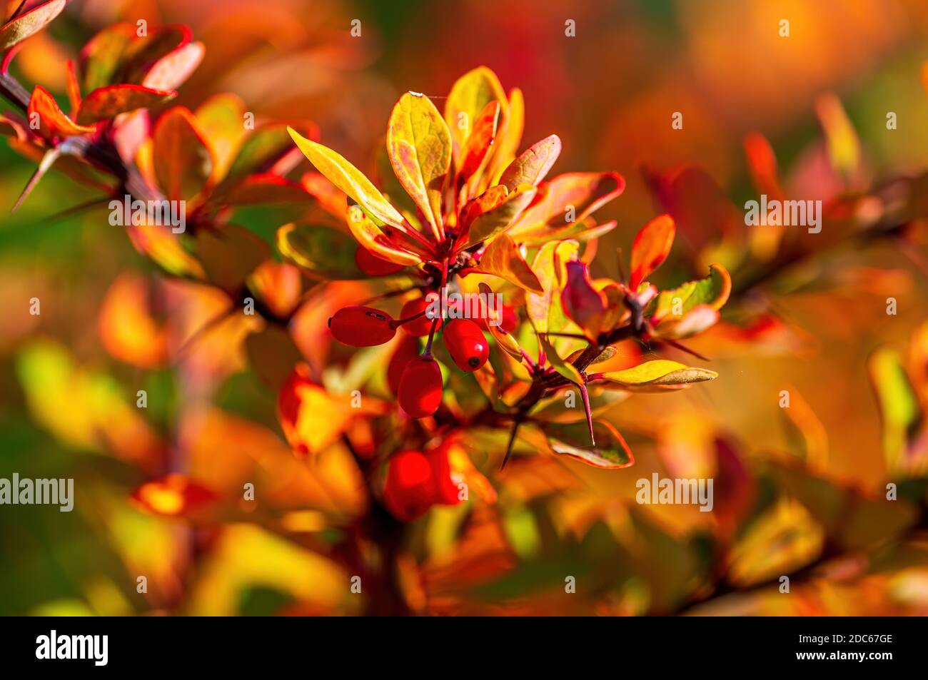 Schöne bunte Herbstblätter bei schönem Wetter Stockfoto
