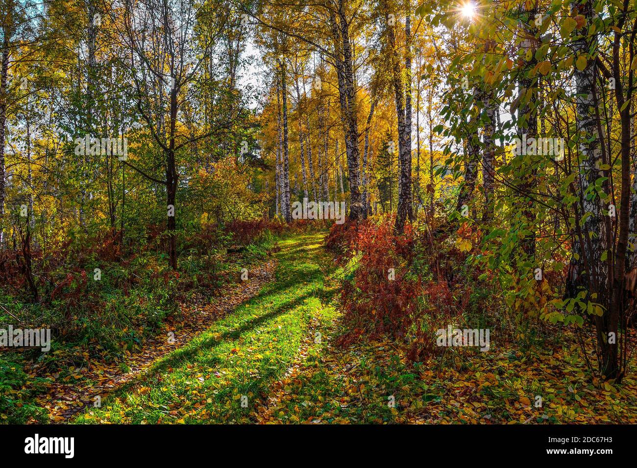 Weg durch den Herbst bunten Birkenwald von Sonnenstrahlen beleuchtet. Idyllische Landschaft im Herbst goldenen Birkenhain. Magische Sonnenlicht und Schatten - Märchen von Stockfoto
