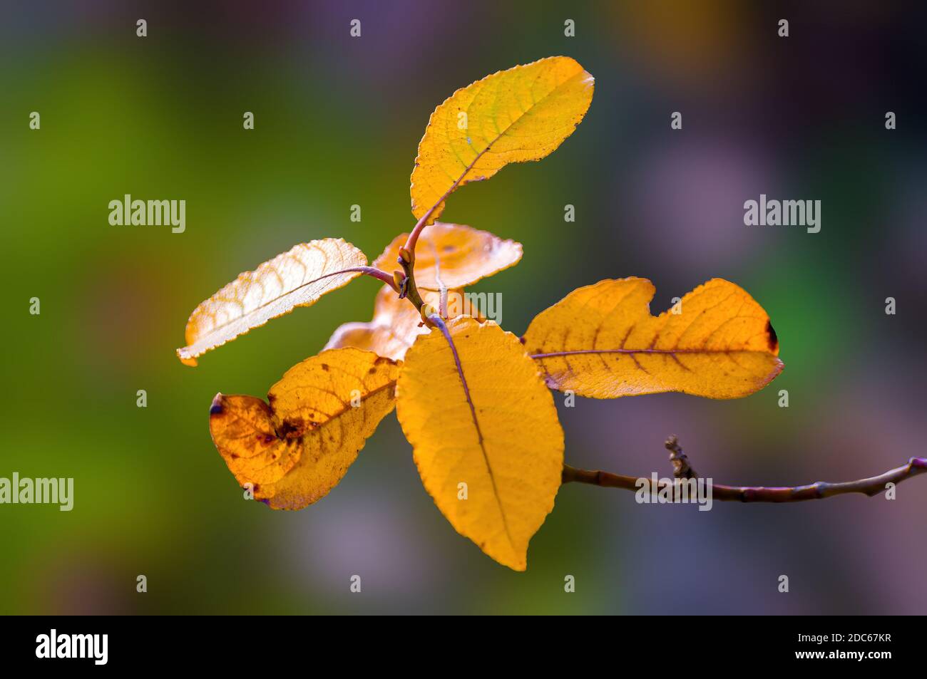 Schöne bunte Herbstblätter bei schönem Wetter Stockfoto