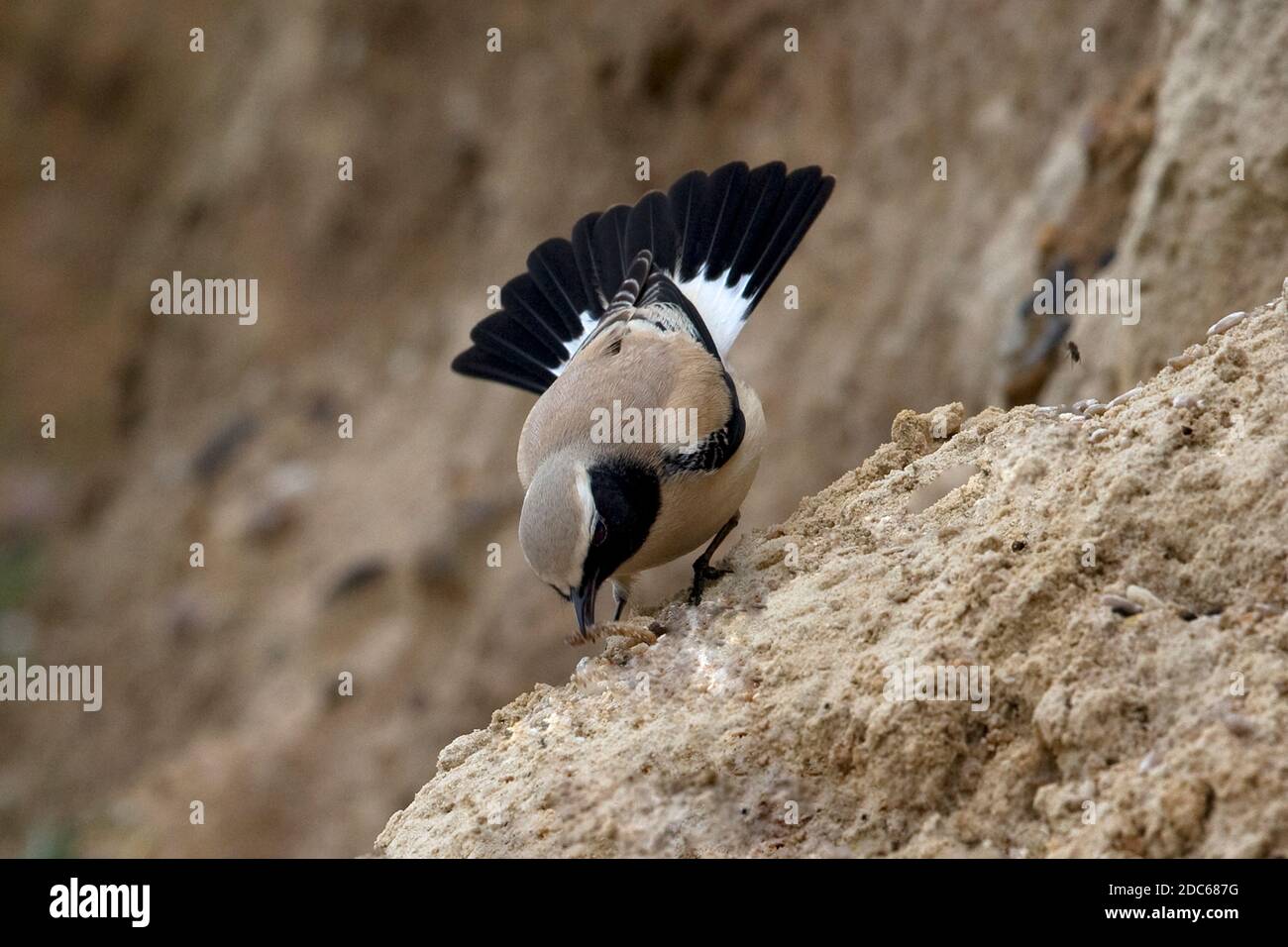 Desert Wheatear (Oenanthe deserti) im Salthouse Norfolk November 2020 Stockfoto