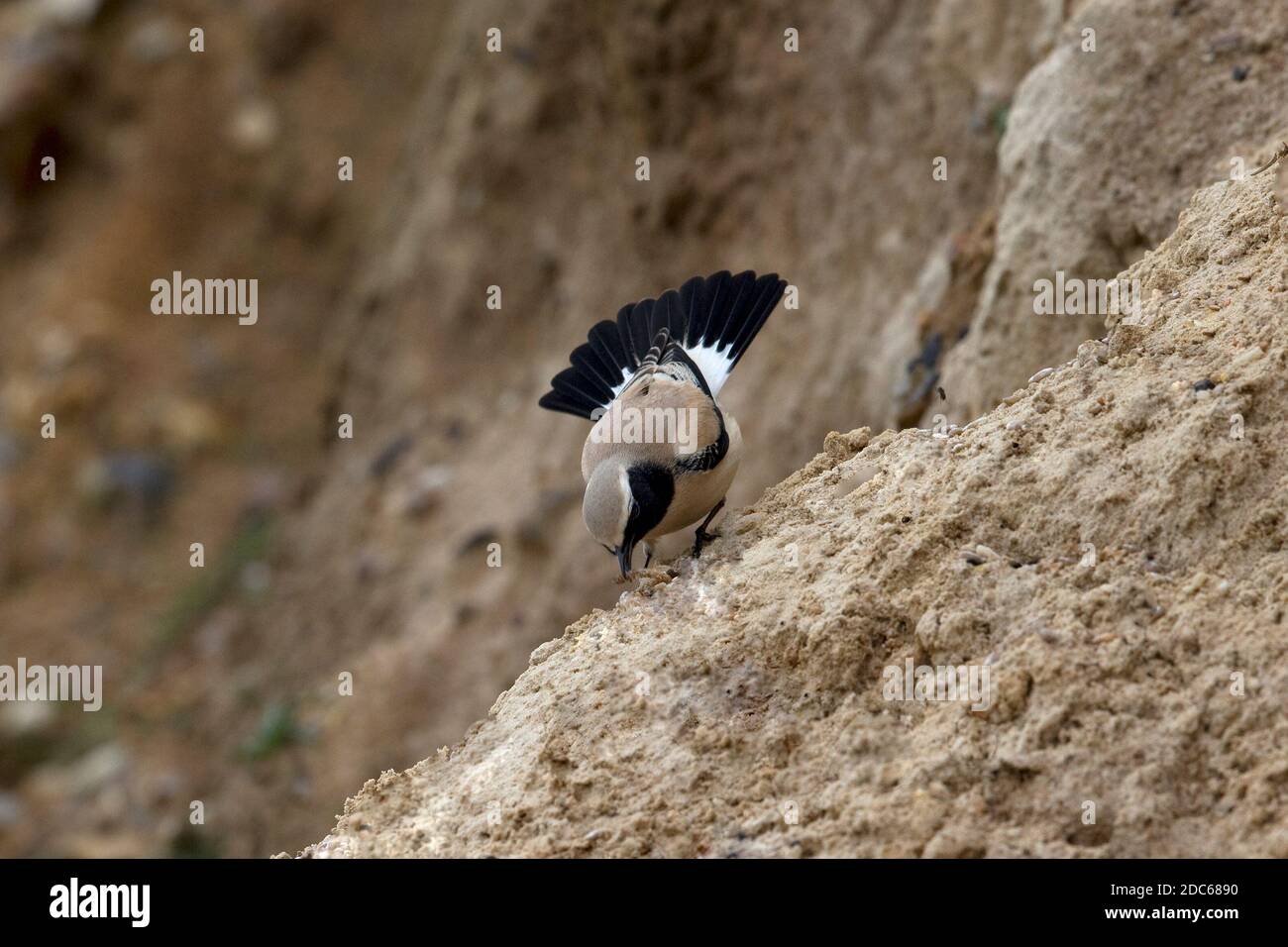 Desert Wheatear (Oenanthe deserti) im Salthouse Norfolk November 2020 Stockfoto