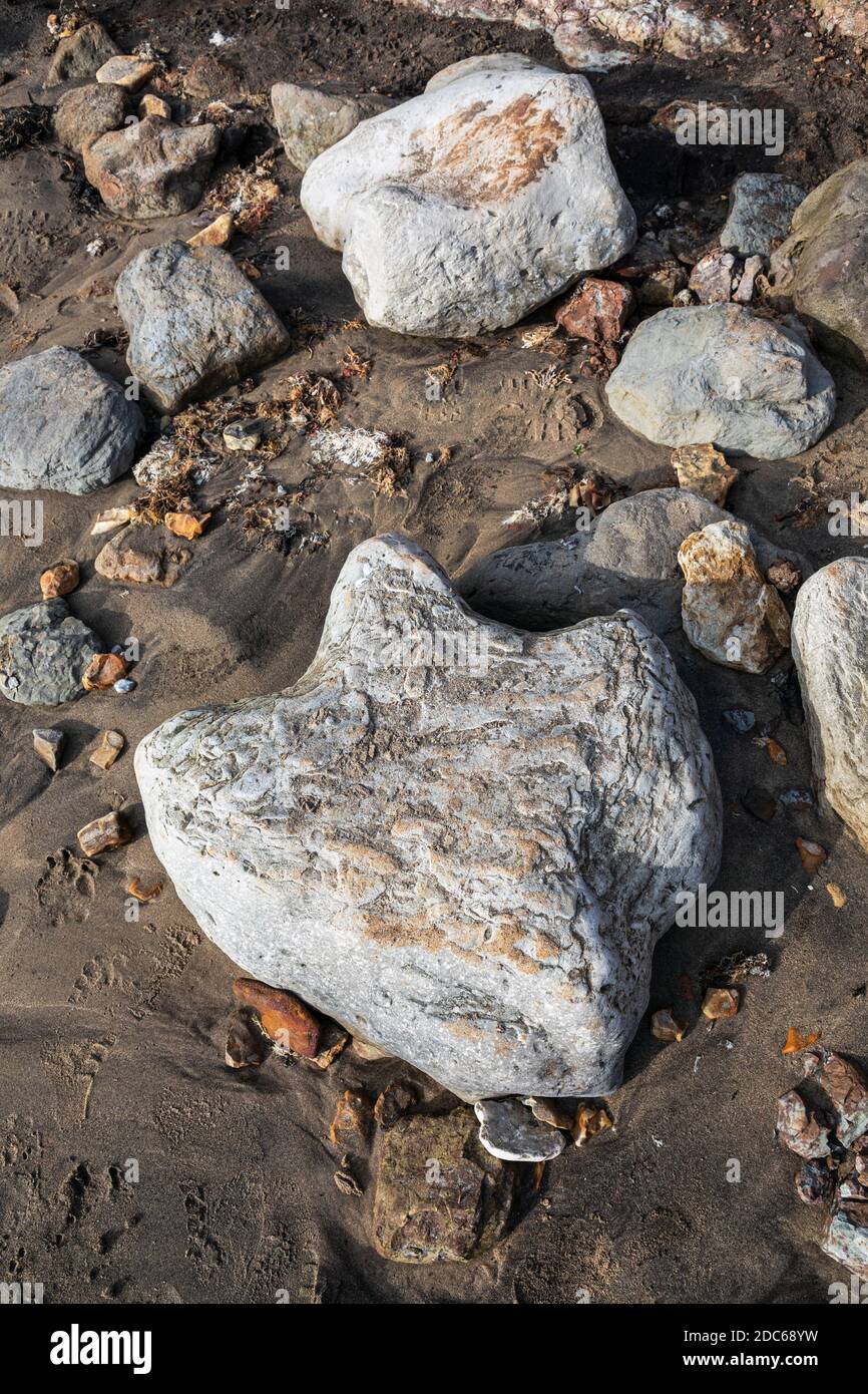 Versteinerte Dinosaurier-Fußabdrücke in Compton Bay, Isle of Wight Stockfoto Versteinerte Dinosaurier-Fußabdrücke in Compton Bay, Isle of Wight Stockfoto