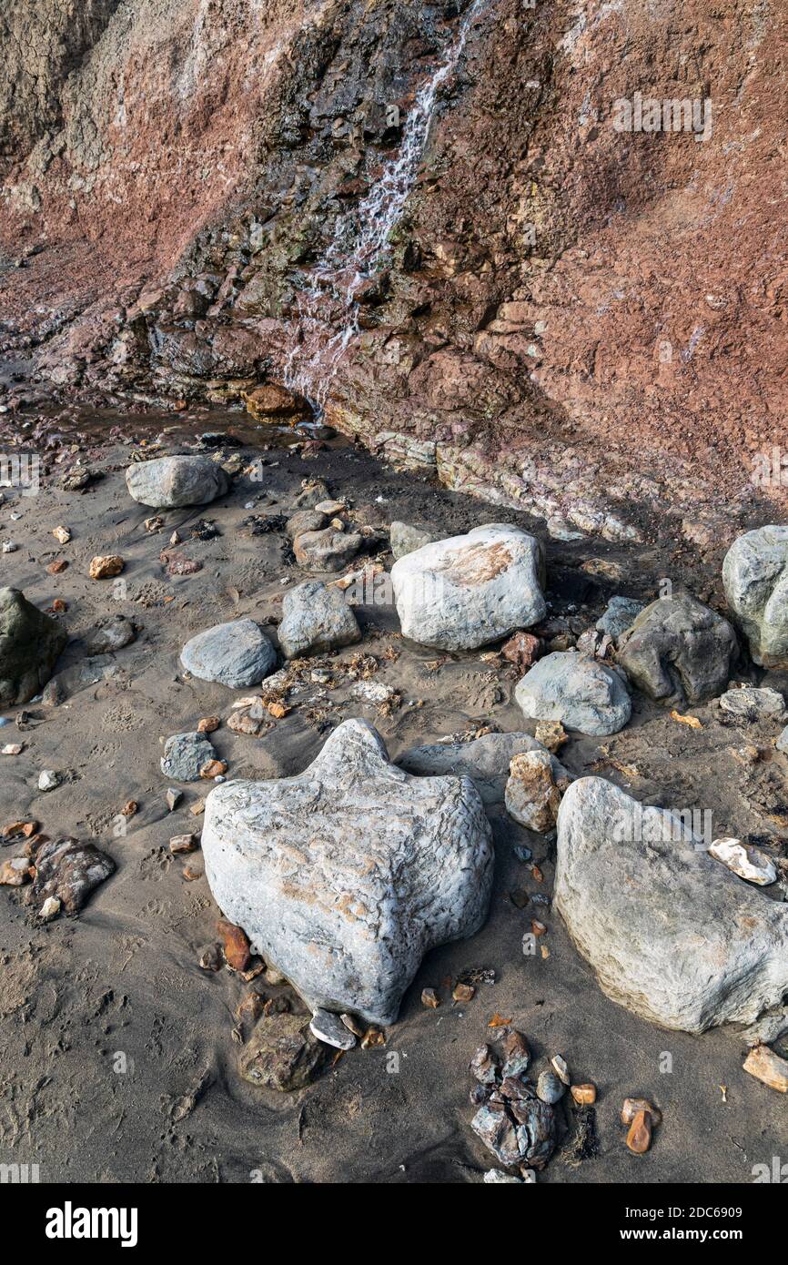 Versteinerte Dinosaurier-Fußabdrücke in Compton Bay, Isle of Wight Stockfoto Versteinerte Dinosaurier-Fußabdrücke in Compton Bay, Isle of Wight Stockfoto