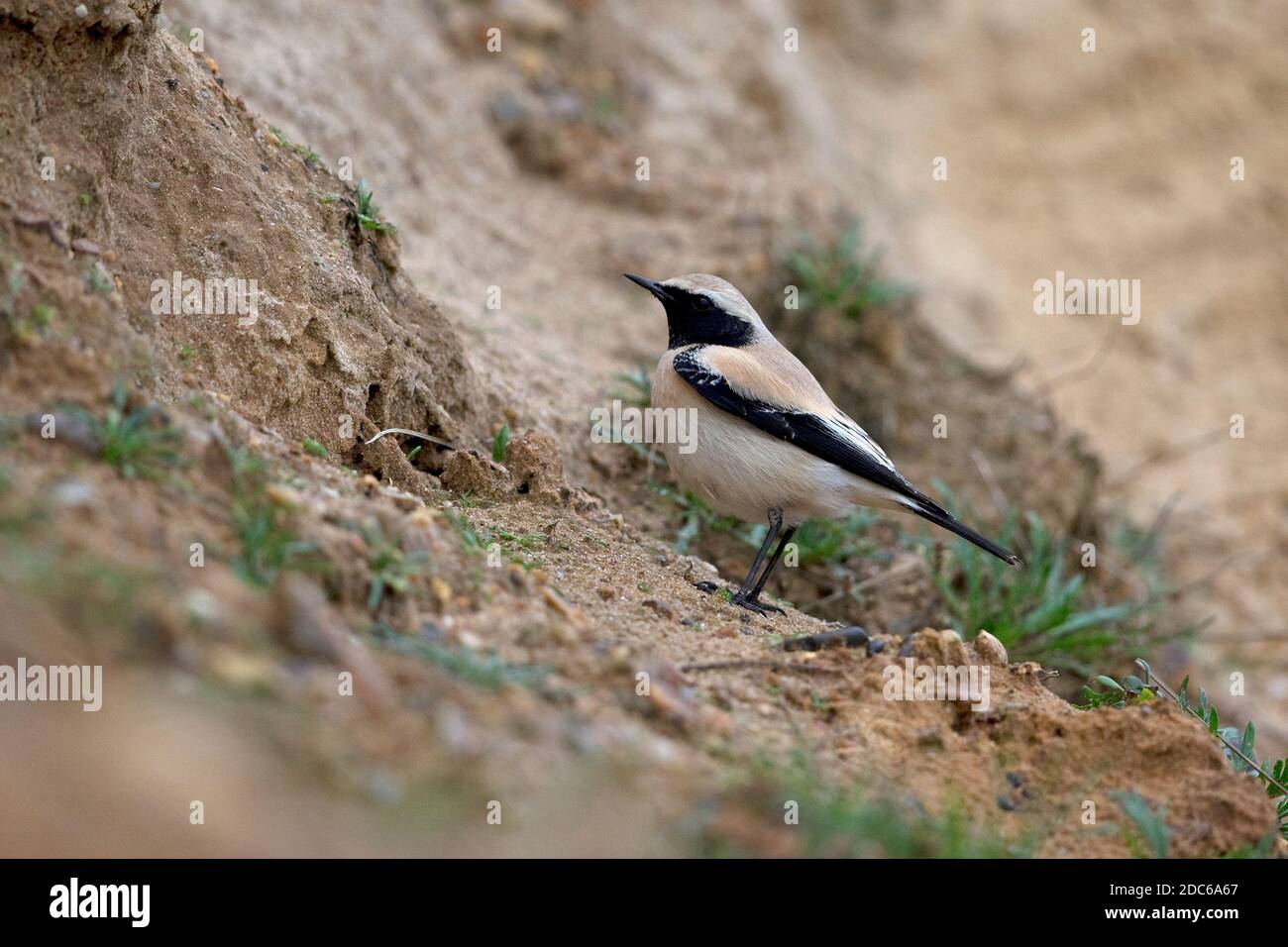 Desert Wheatear (Oenanthe deserti) im Salthouse Norfolk November 2020 Stockfoto