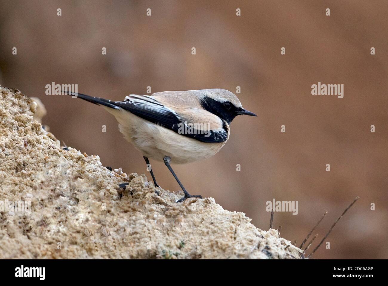 Desert Wheatear (Oenanthe deserti) im Salthouse Norfolk November 2020 Stockfoto