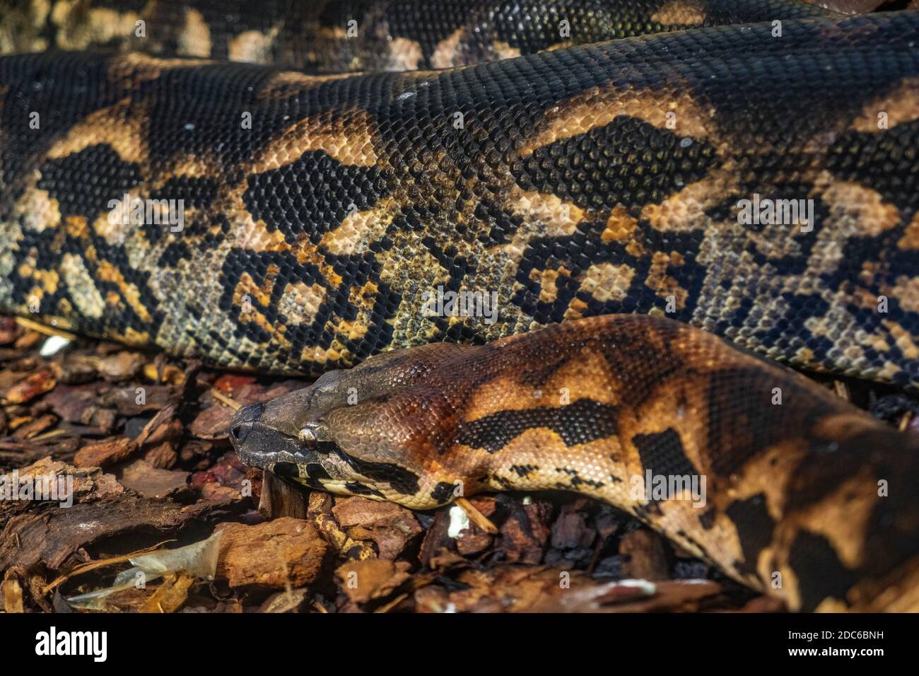 Einzelne madagassische Bodenboa - lateinisch Acrantophis madagascariensis - tropisch Kühne Schlange auch als Madagaskar Boa nativ bewohnen ein bekannt Insel Ma Stockfoto