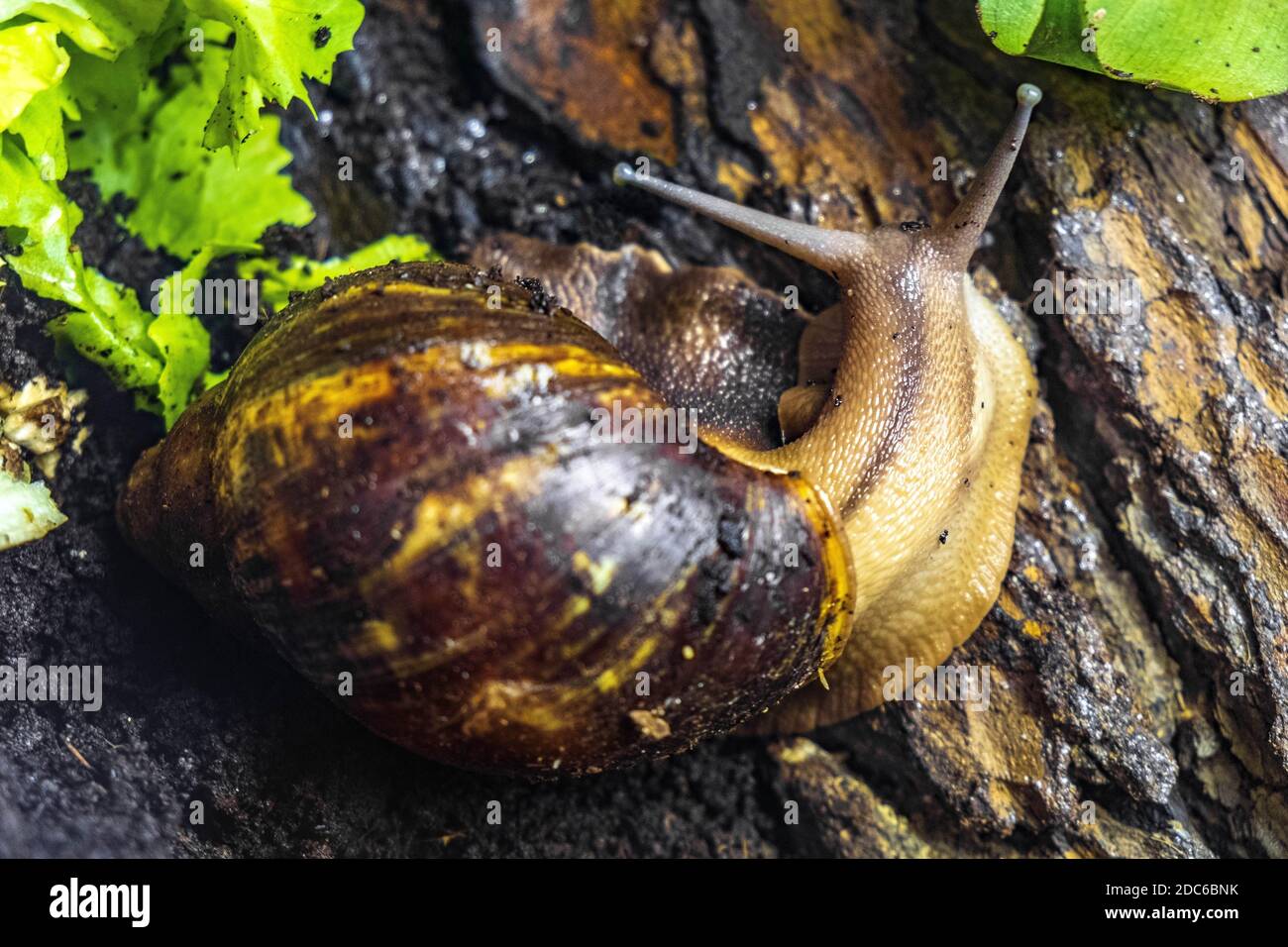 Einzelne afrikanische Riesenschnecke - lateinisch Achatina fulica - tropische Schnecke auch als afrikanische Riesenschnecke bekannt nativ bewohnt Ostafrika, in einem Pool Stockfoto