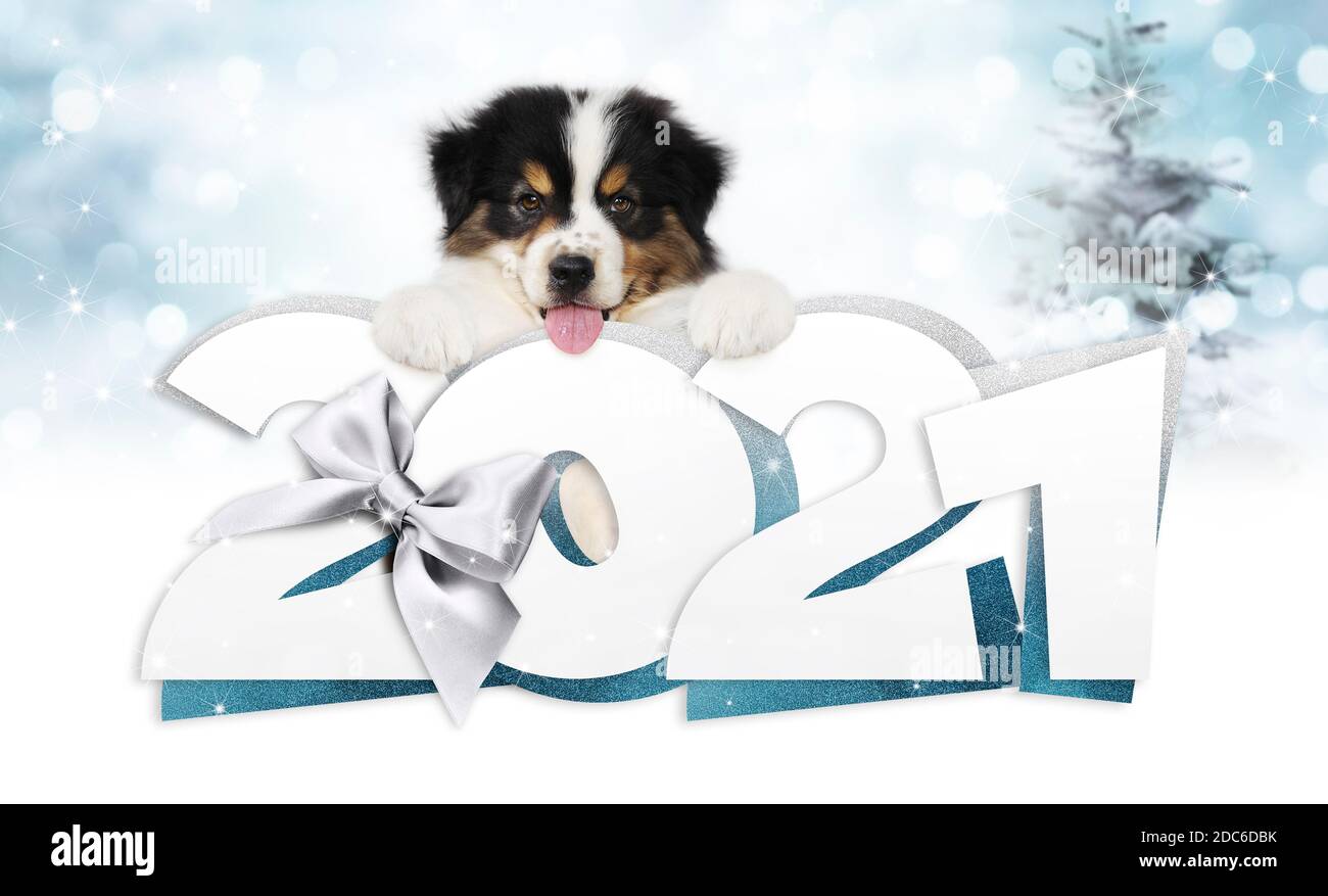 2021 Happy New Year Nummer Text mit lustigen Haustier Hund Isoliert auf unscharfem Licht Hintergrund für glückliche Neujahr Gruß Geschenkgutschein Stockfoto