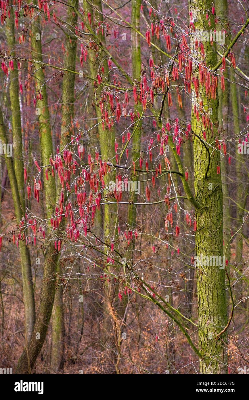 Winterblütenform gemeiner Erle - lat. Alnus glutinosa - auch Schwarze Erle genannt, europäische Erle in einer Mischwaldregion Mazovia Stockfoto