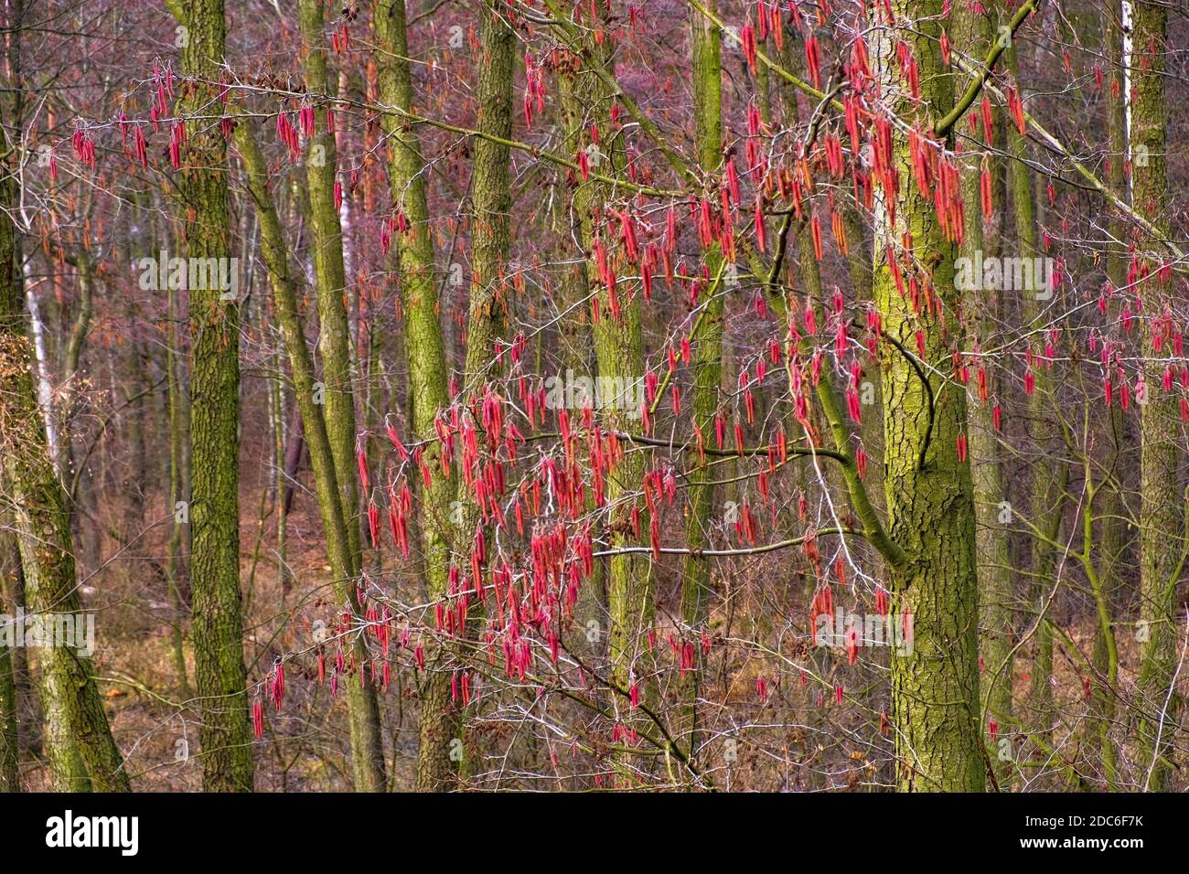 Winterblütenform gemeiner Erle - lat. Alnus glutinosa - auch Schwarze Erle genannt, europäische Erle in einer Mischwaldregion Mazovia Stockfoto