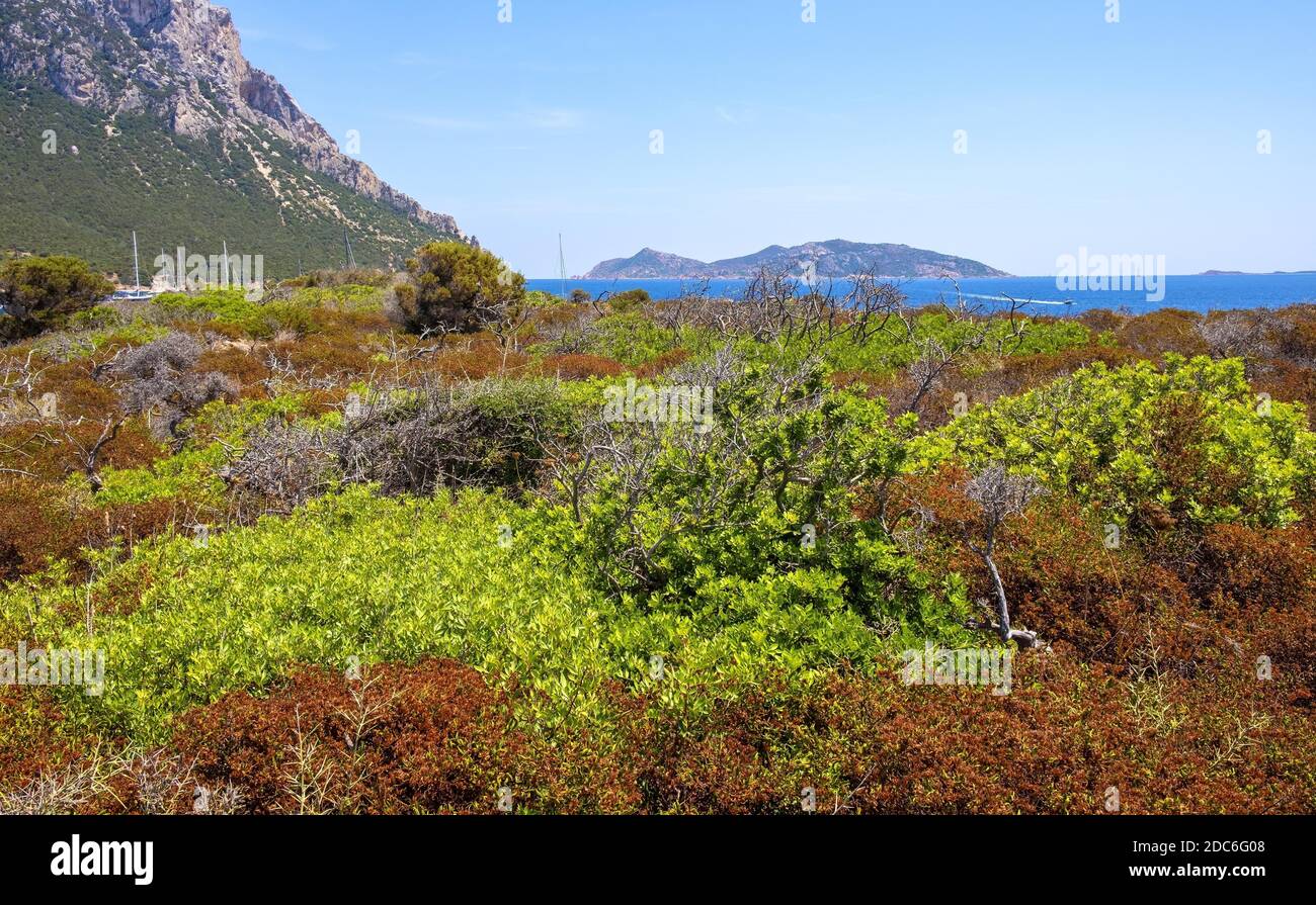 Panoramablick auf die Halbinsel Spalmatore di Terra Marine Naturschutzgebiet mit mediterranem Gestrüpp der Insel Isola Tavolara auf Tyrrheni Stockfoto