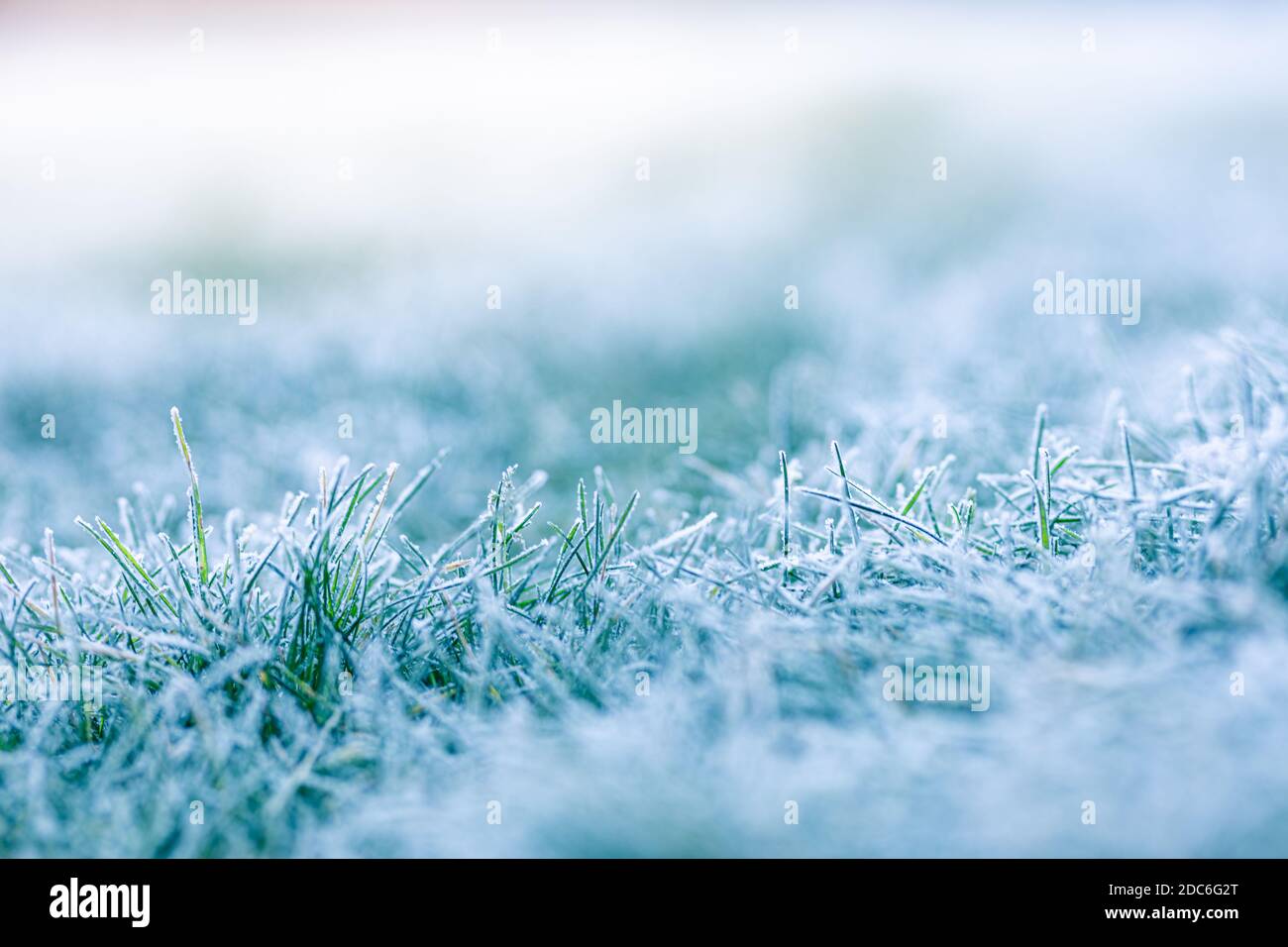 Frostiger Wintergarten Makro. Hintergrundkonzept für kaltes Wetter. Gefrorenes Gras auf der Wiese mit Kopierplatz. Stockfoto