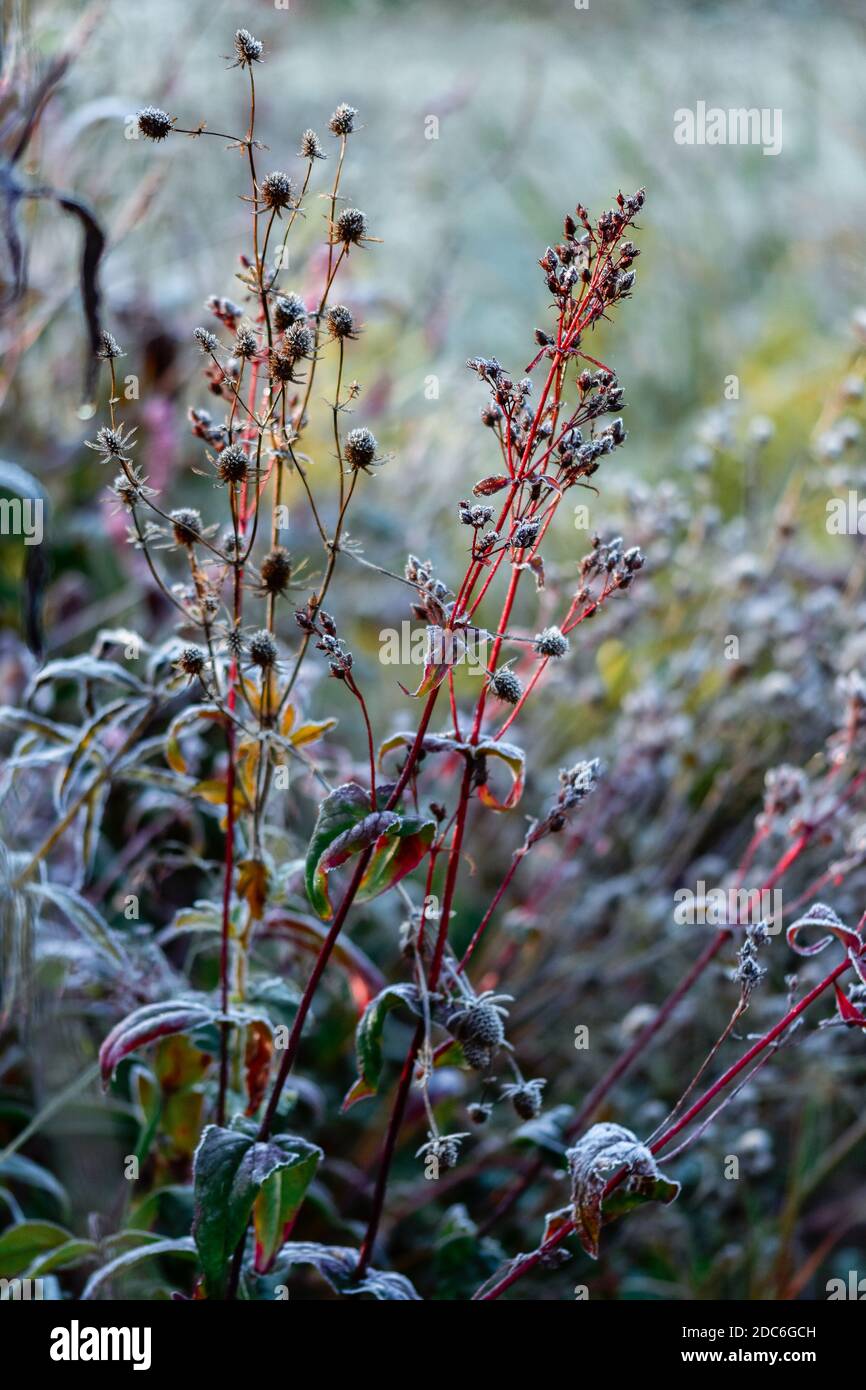 Saatköpfe - Penstemon digitalis 'Pocahontas' - Eryngium 'Planum' Stockfoto