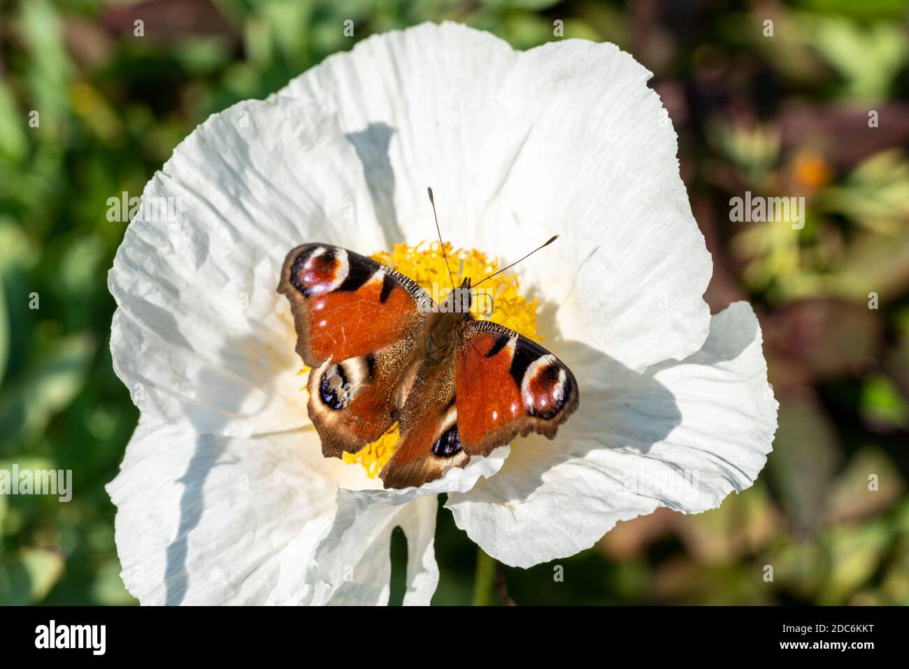 Pfauenschmetterling (Aglais io) mit ausgestreckten Flügeln, die sich auf einer weißen Romneya-Blumenpflanze ernähren, Stock-Foto-Bild Stockfoto