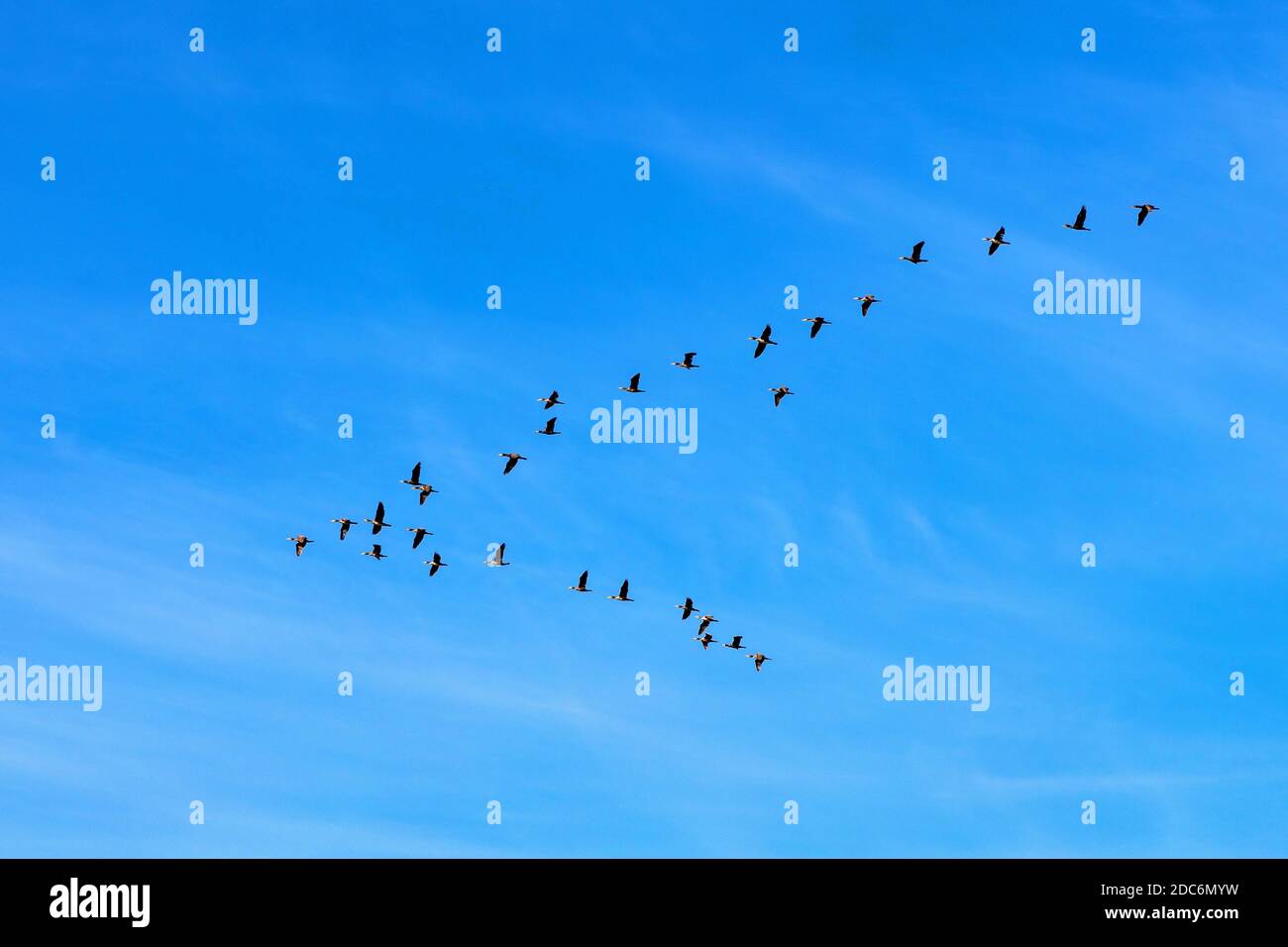 V-Formation von Kormoran-Vögeln - latein Phalacrocorax carbo - auch bekannt als schwarzer Shag, großer schwarzer oder großer Kormoran während der Frühjahrssaison migra Stockfoto