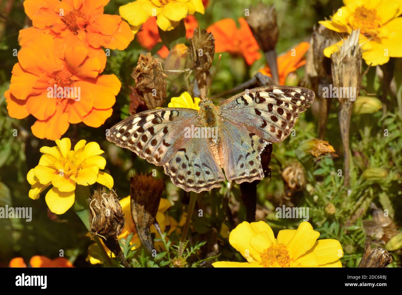 Ein Schmetterling, getarnt zwischen den Blumen, in den Gärten von La Granja, in Segovia Stockfoto