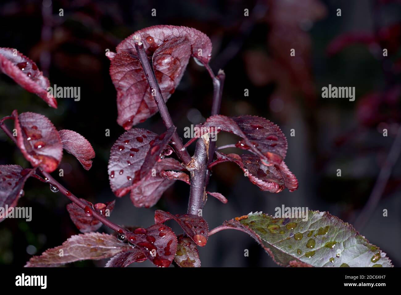 Eine Nahaufnahme von Wassertropfen aus dem Regen auf dem Lila Blätter der Pflanze auf dunklem Grund Stockfoto