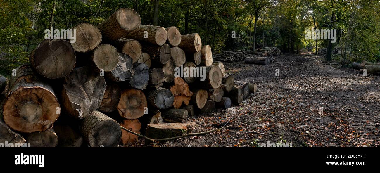 Panoramabild von Holzstapeln im Wald während des Naturschutzprojekts Stockfoto