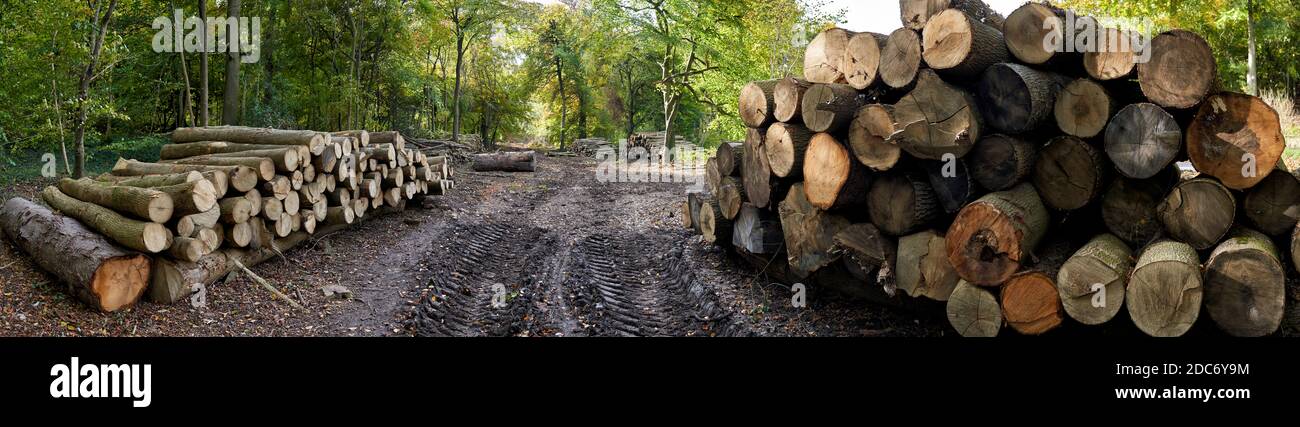 Panoramabild von Holzstapeln im Wald während des Naturschutzprojekts Stockfoto