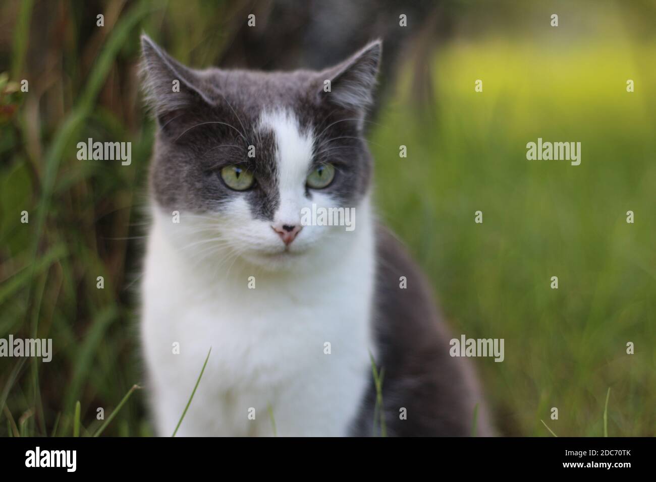 Eine schöne grau rauchige Katze mit leuchtend grünen Augen an einem Sommertag sitzt im grünen Gras im Garten auf einem sonnigen Hintergrund und blickt in die Ferne. Stockfoto