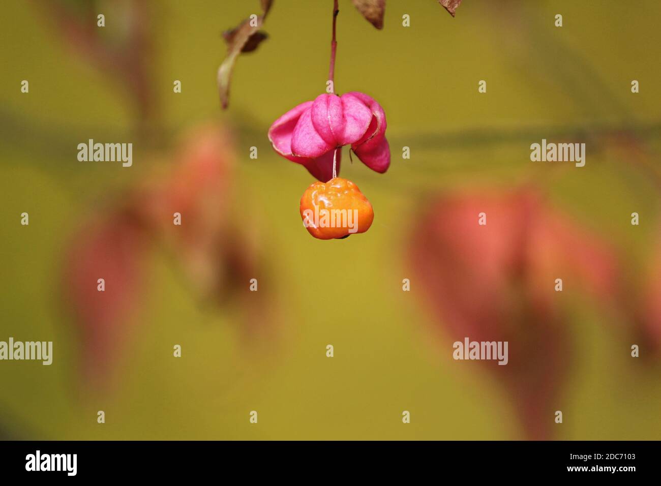 Reife orange Frucht von Euonymus verrucosus mit rosa Regenschirm auf einem Hintergrund von gelb-goldenen Laub im Wald an einem Herbsttag. Stockfoto