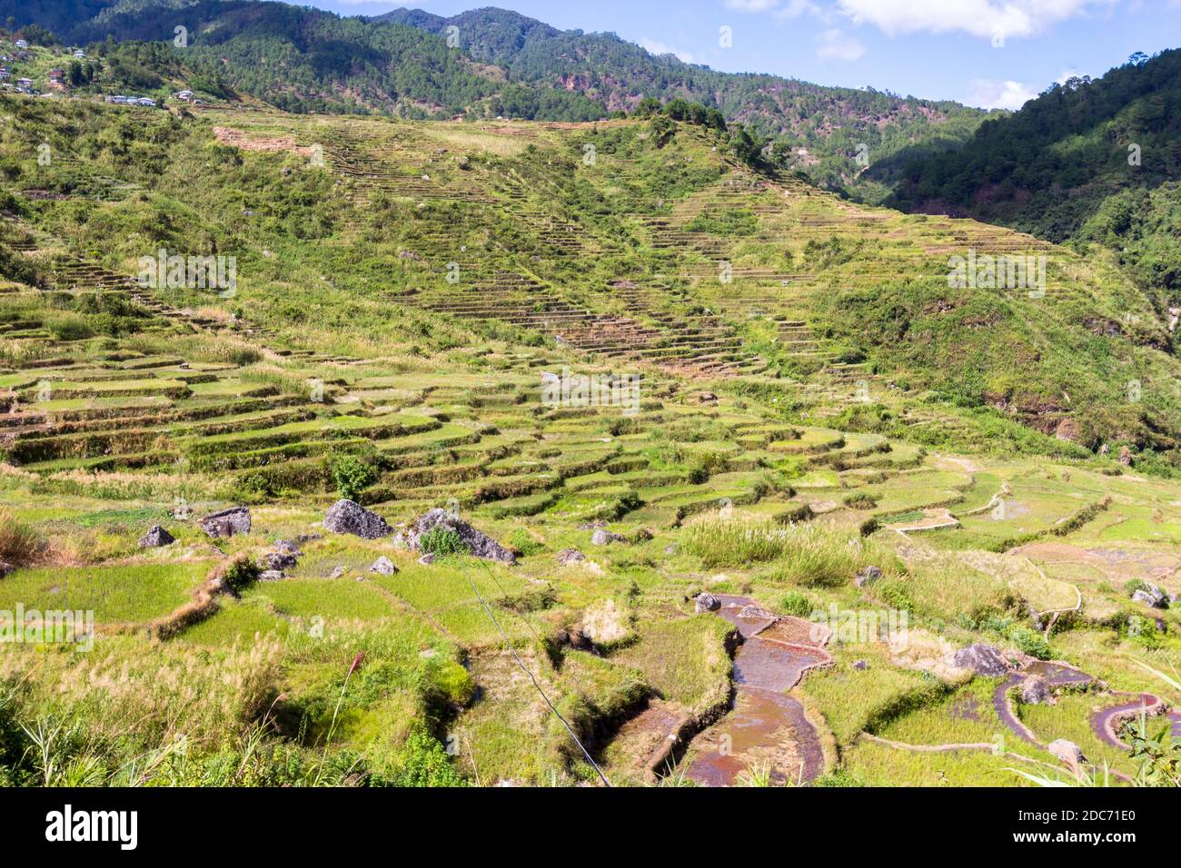 Reis-Terrassen in Sagada, Philippinen Stockfoto