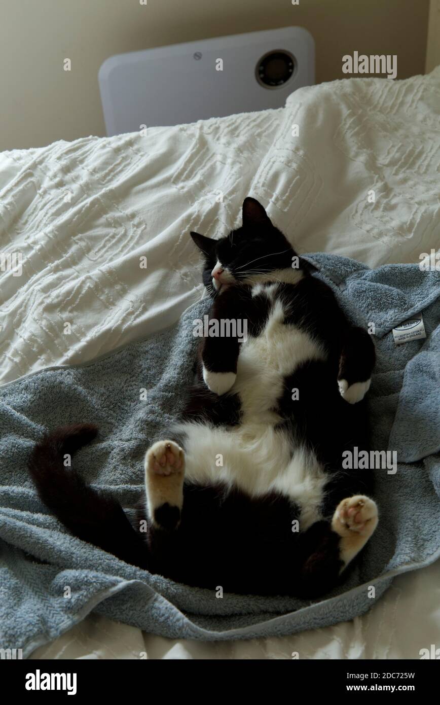 Schwarz-weiße Katze schläft auf dem Rücken Stockfoto