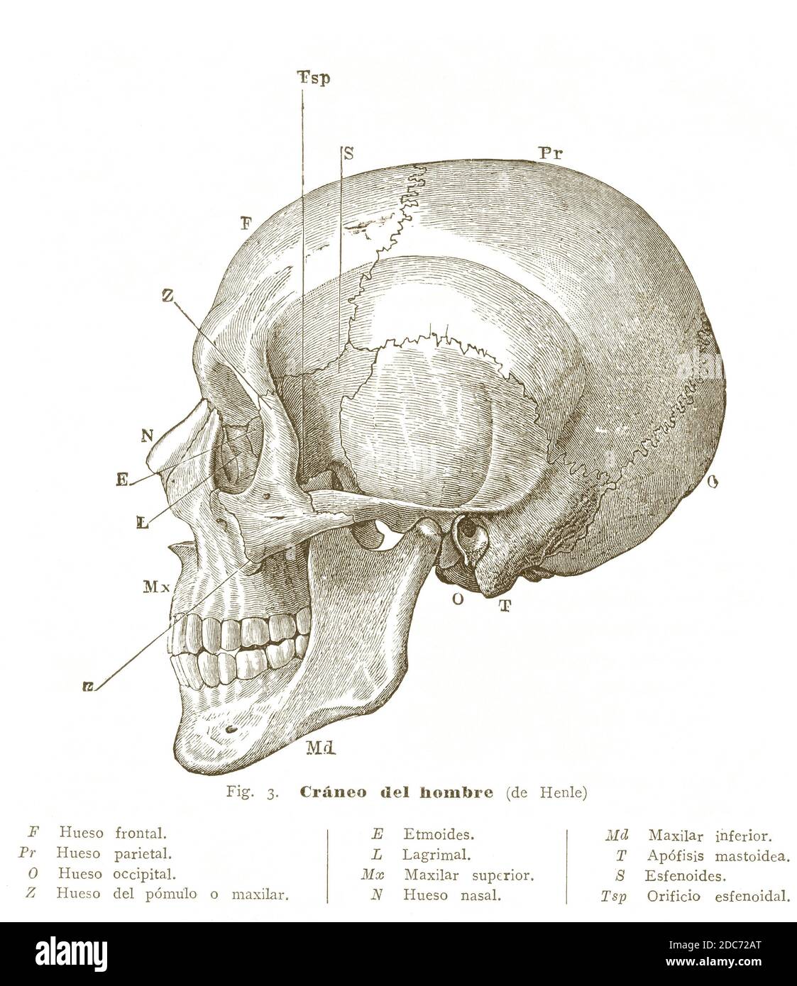 Schematische Darstellung eines menschlichen Schädels. Gravur von 1910. Stockfoto