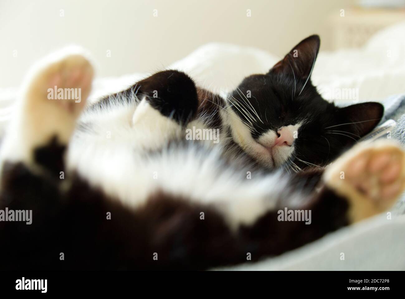 Schwarz-weiße Katze schläft auf dem Rücken Stockfoto