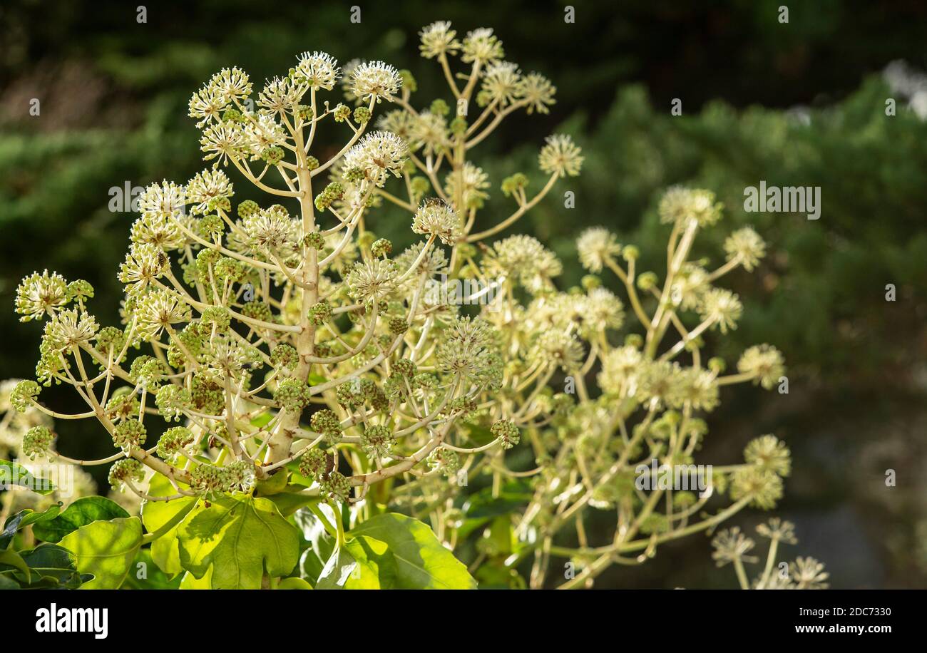 Fatsia Japonica in Blüte - ein immergrüner Strauch in der Familie der Araliaceae, auch bekannt als der Papierfabrik, Fig Endivie palm Stockfoto