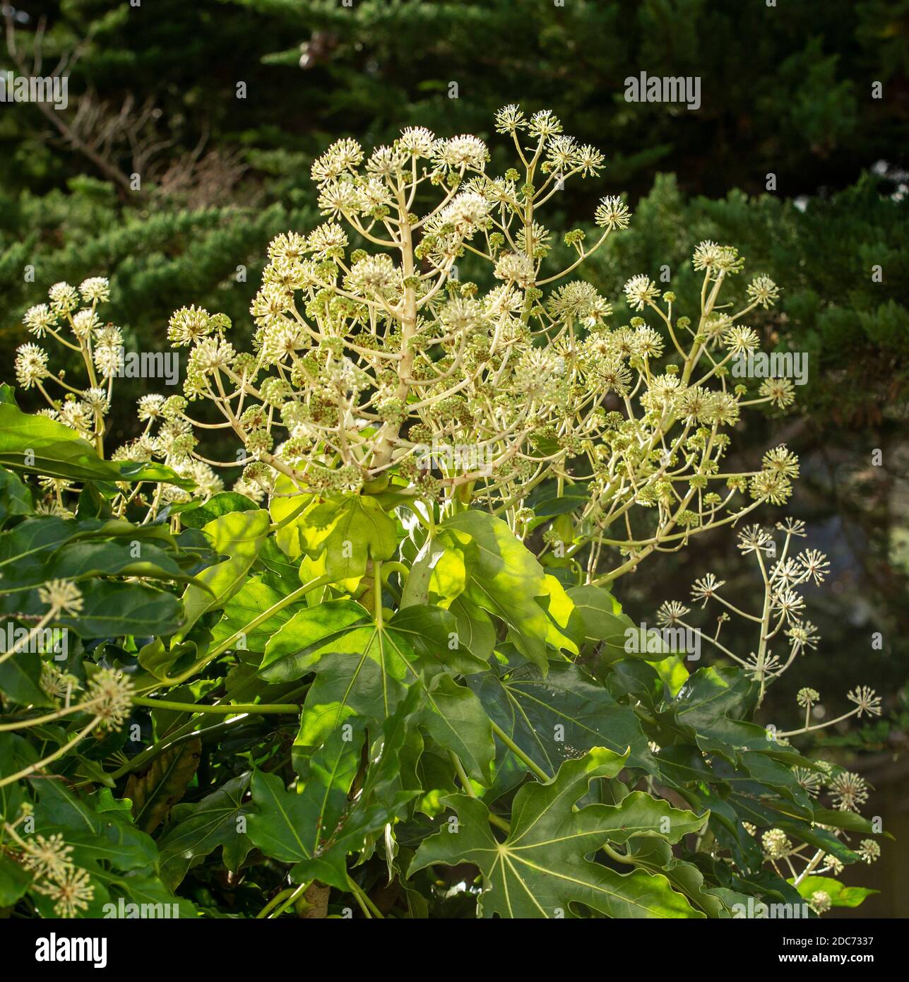 Fatsia Japonica in Blüte - ein immergrüner Strauch in der Familie der Araliaceae, auch bekannt als der Papierfabrik, Fig Endivie palm Stockfoto