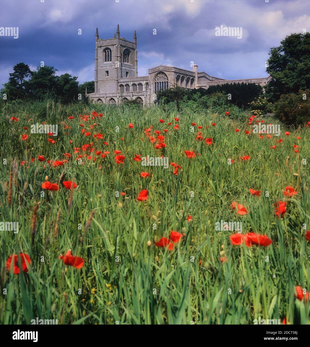 Mohn Field von Holy Trinity Collegiate Church, Tattershall, Lincoln, England, Großbritannien Stockfoto