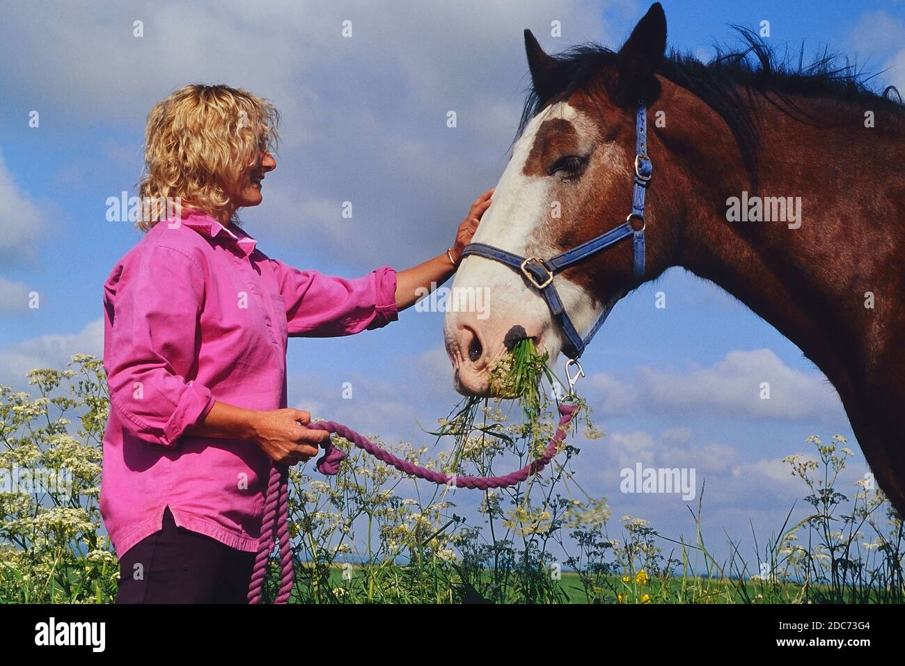 Auenland oder schweres Pferd, das KuhPetersilie in den Lincolnshire Wolds isst. England. VEREINIGTES KÖNIGREICH Stockfoto