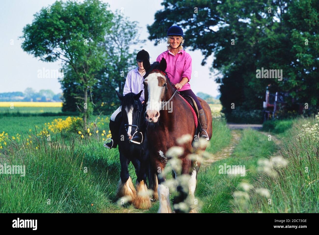 Schwere shire pferde Fotos und Bildmaterial in hoher Auflösung Alamy