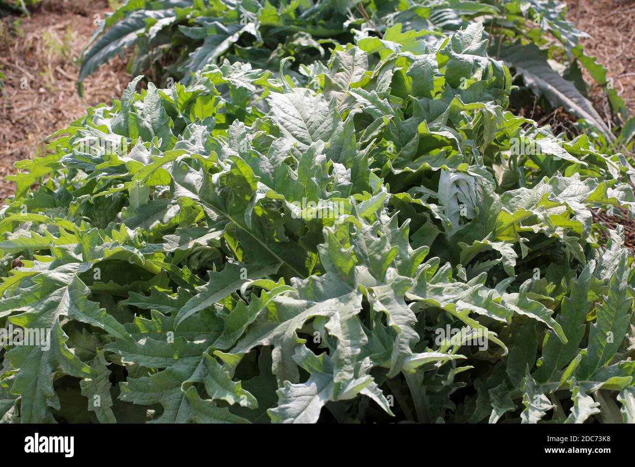 Ein Feld mit domestizierten gundelia AKA Tumble Thistle (Gundelia tournefortii) in der arabischen Küche als Kraut und Gemüse verwendet gepflanzt. Pollen von Th Stockfoto