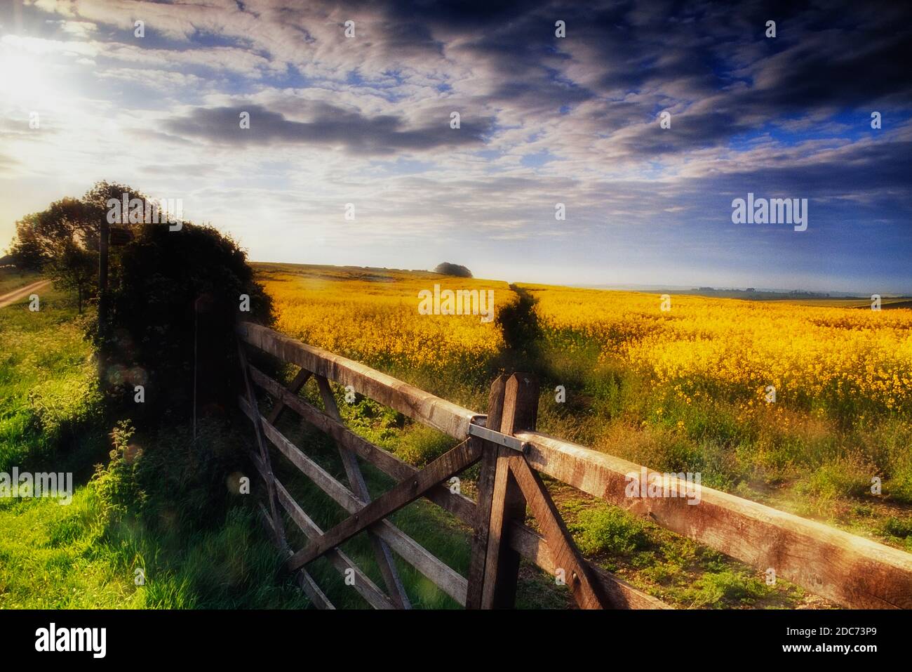 Rapsfelder in der hügeligen Landschaft der Lincolnshire Wolds, England, Großbritannien Stockfoto