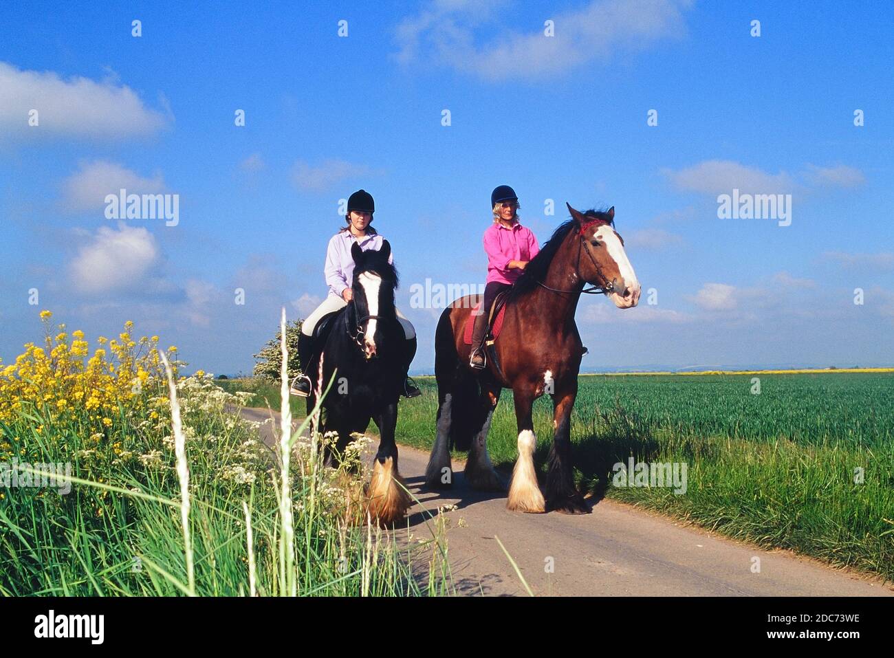 Zwei weibliche Reiter reiten auf schweren Pferden in der Landschaft der Lincolnshire Wolds. England. VEREINIGTES KÖNIGREICH Stockfoto