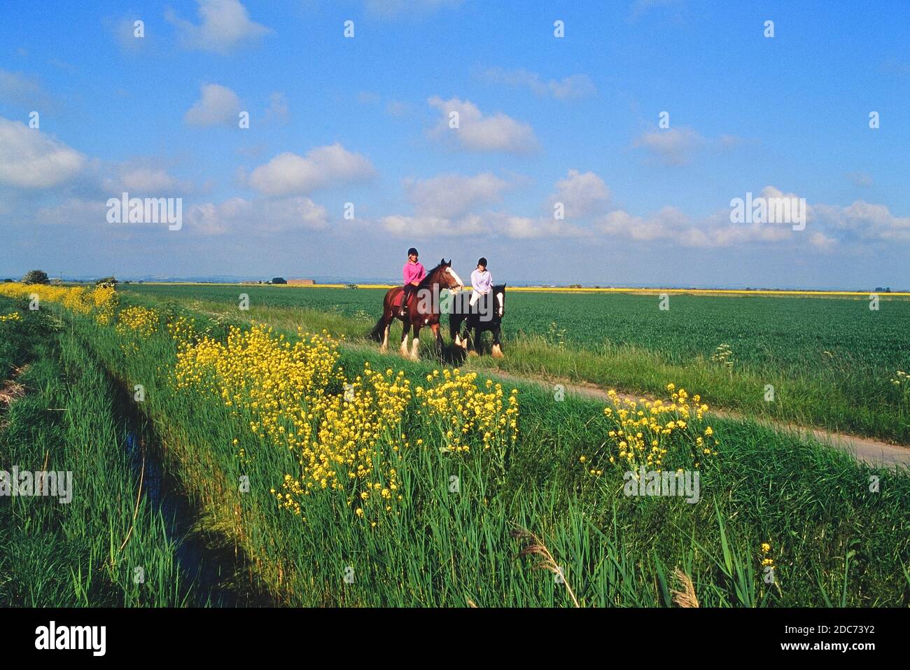 Zwei weibliche Reiter reiten auf schweren Pferden in der Landschaft der Lincolnshire Wolds. England. VEREINIGTES KÖNIGREICH Stockfoto