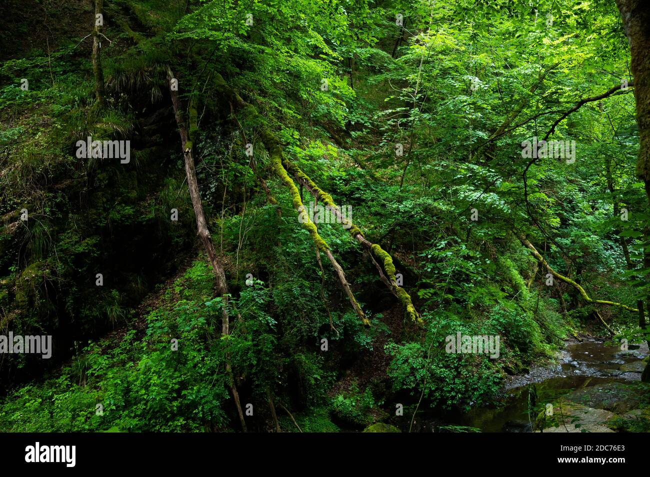Grüne Lunge des Planeten, Urwälder in deutschland, Klimawandel Stockfoto
